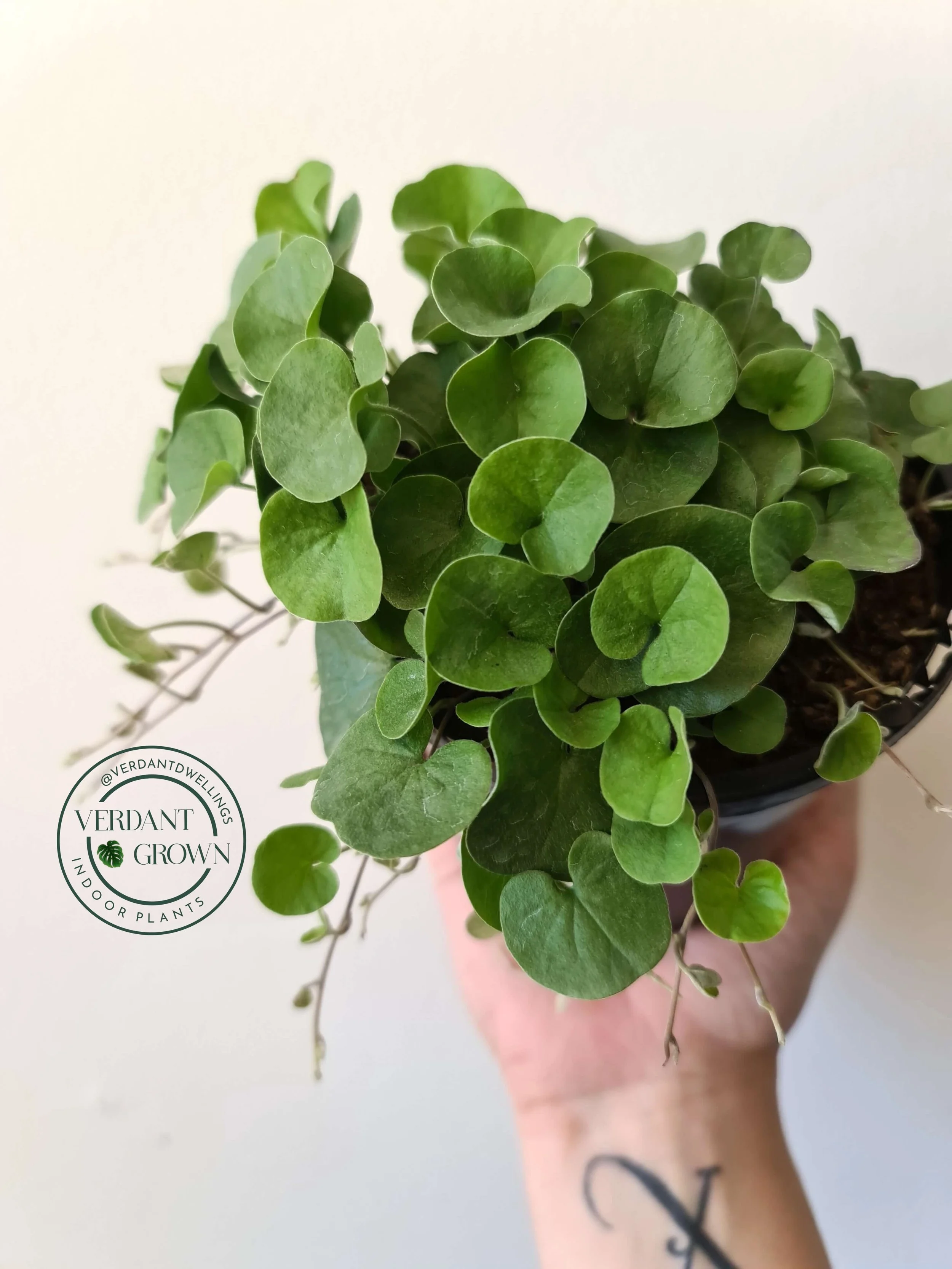 20201119_112513 copy.jpg