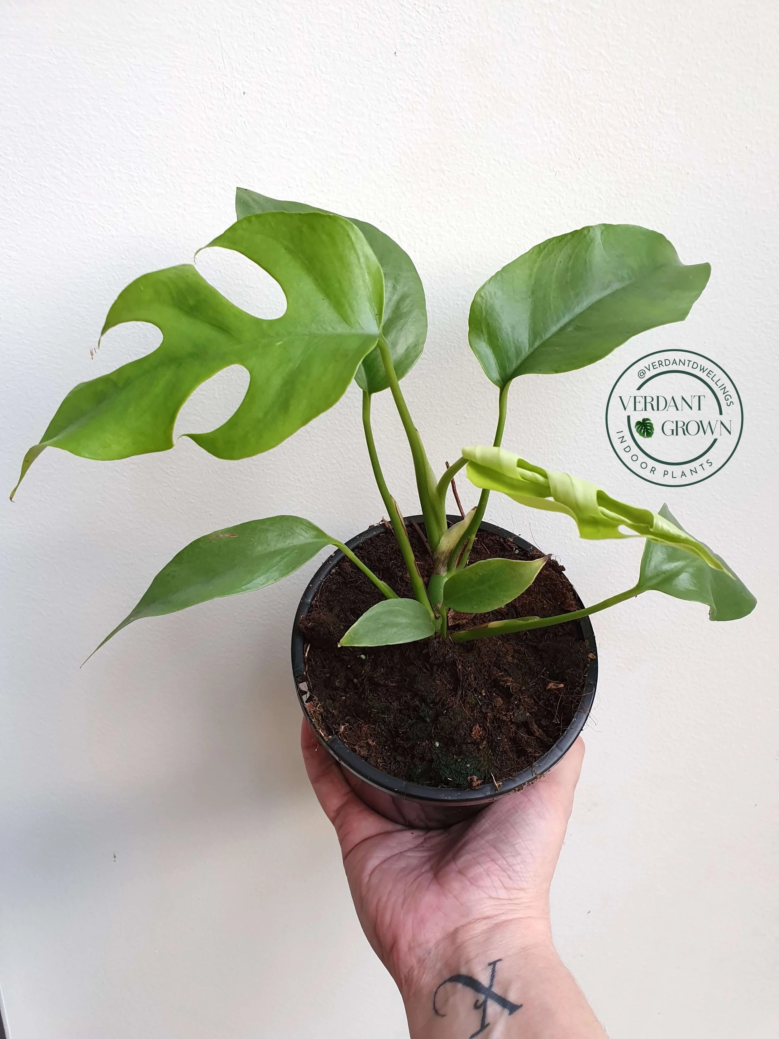 20190731_150046 copy.jpg