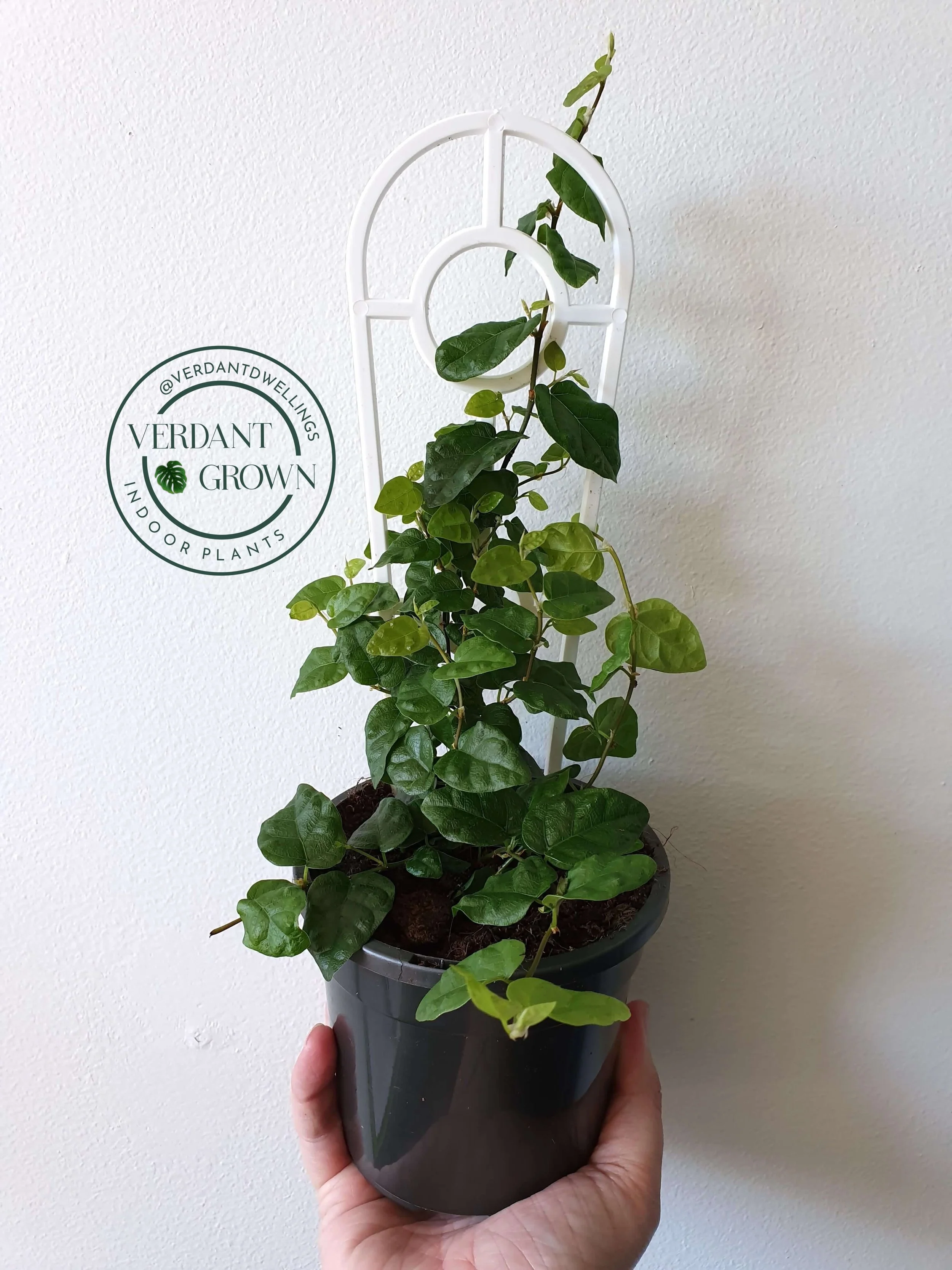 20190906_105356 copy.jpg