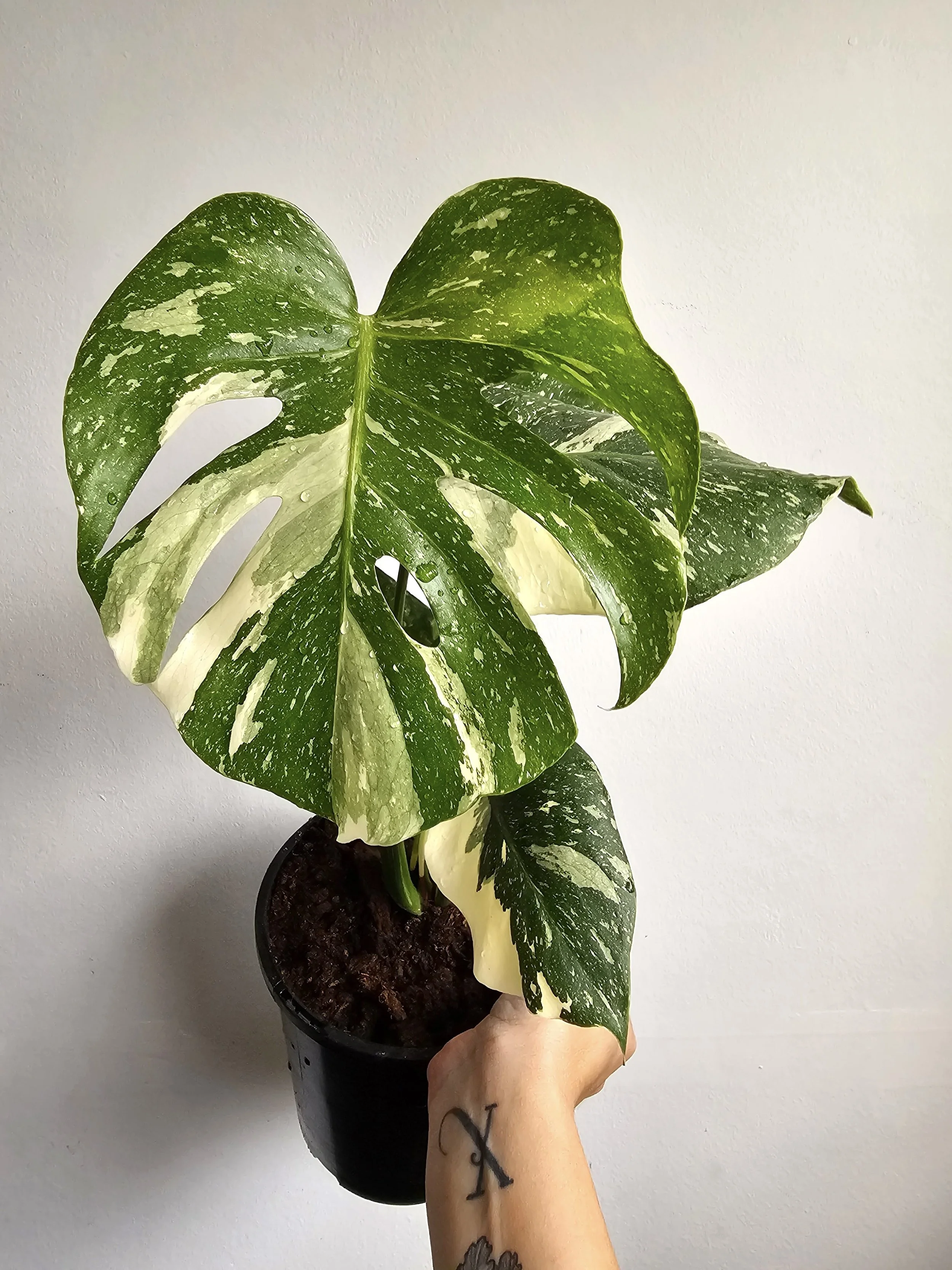 Monstera Thai Constellation