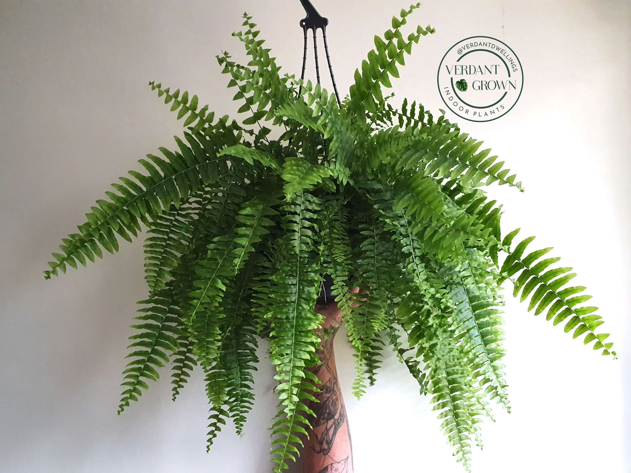 Boston Fern