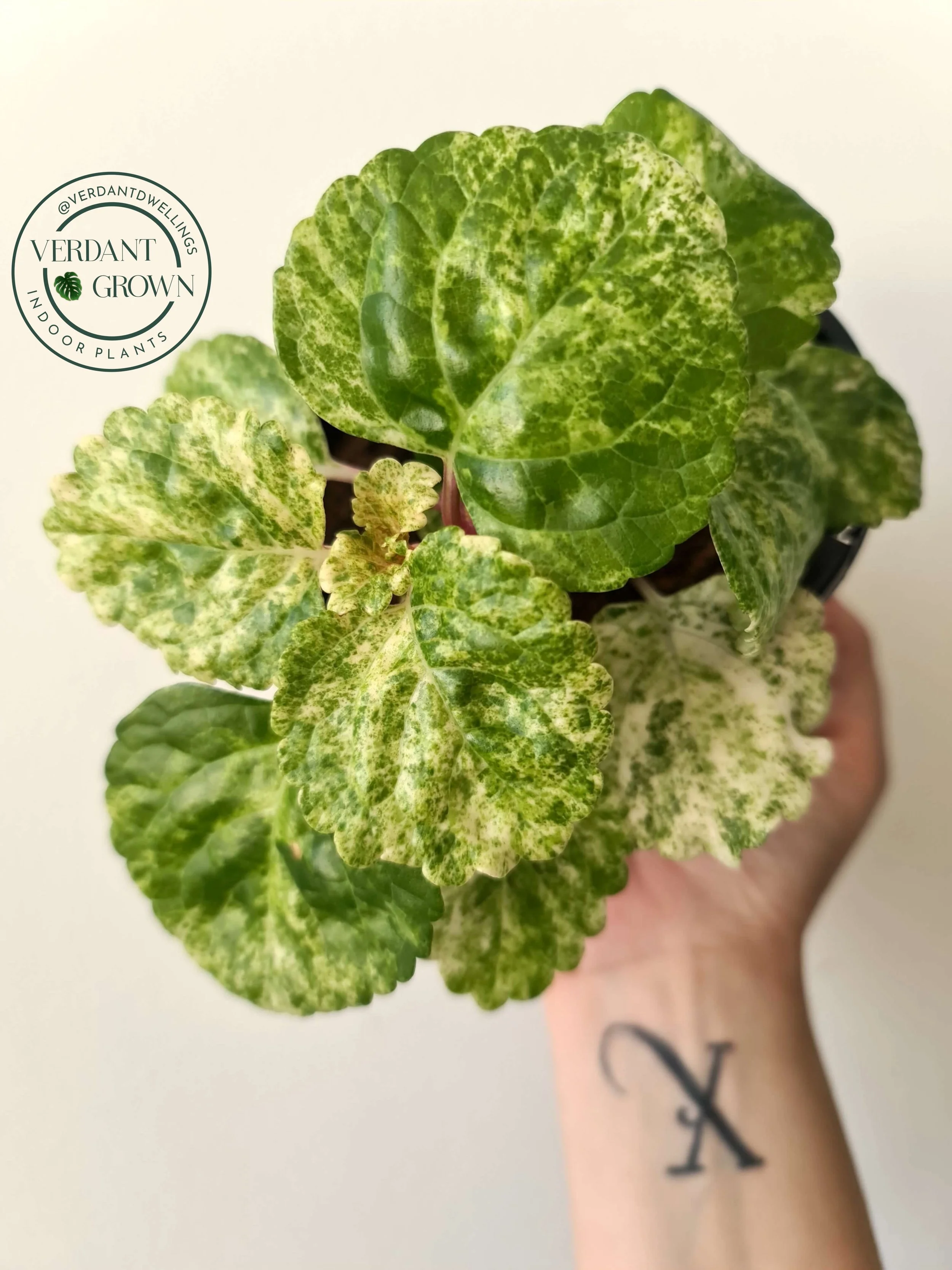 20210112_134318 copy.jpg