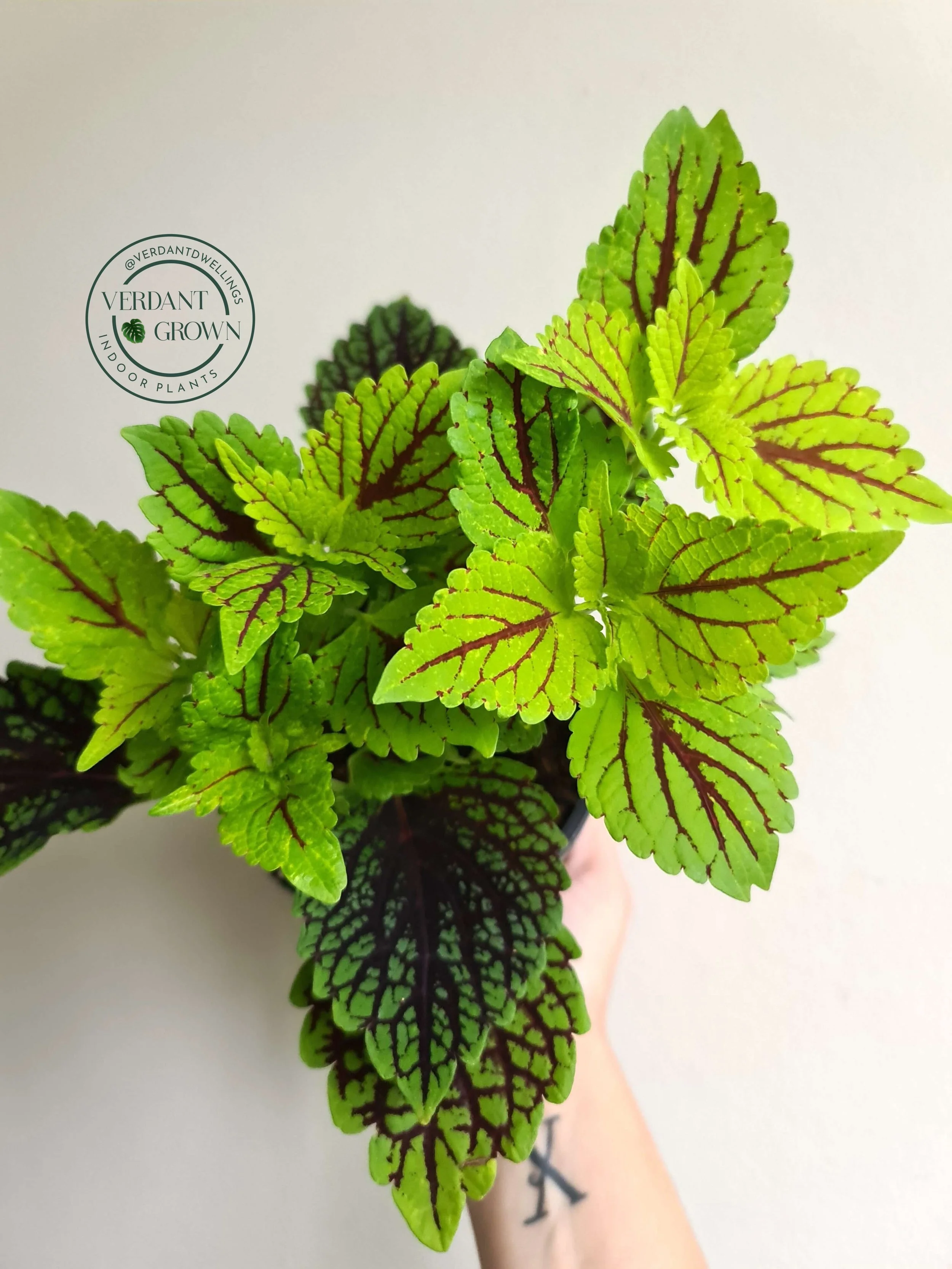 20210226_111942 copy.jpg