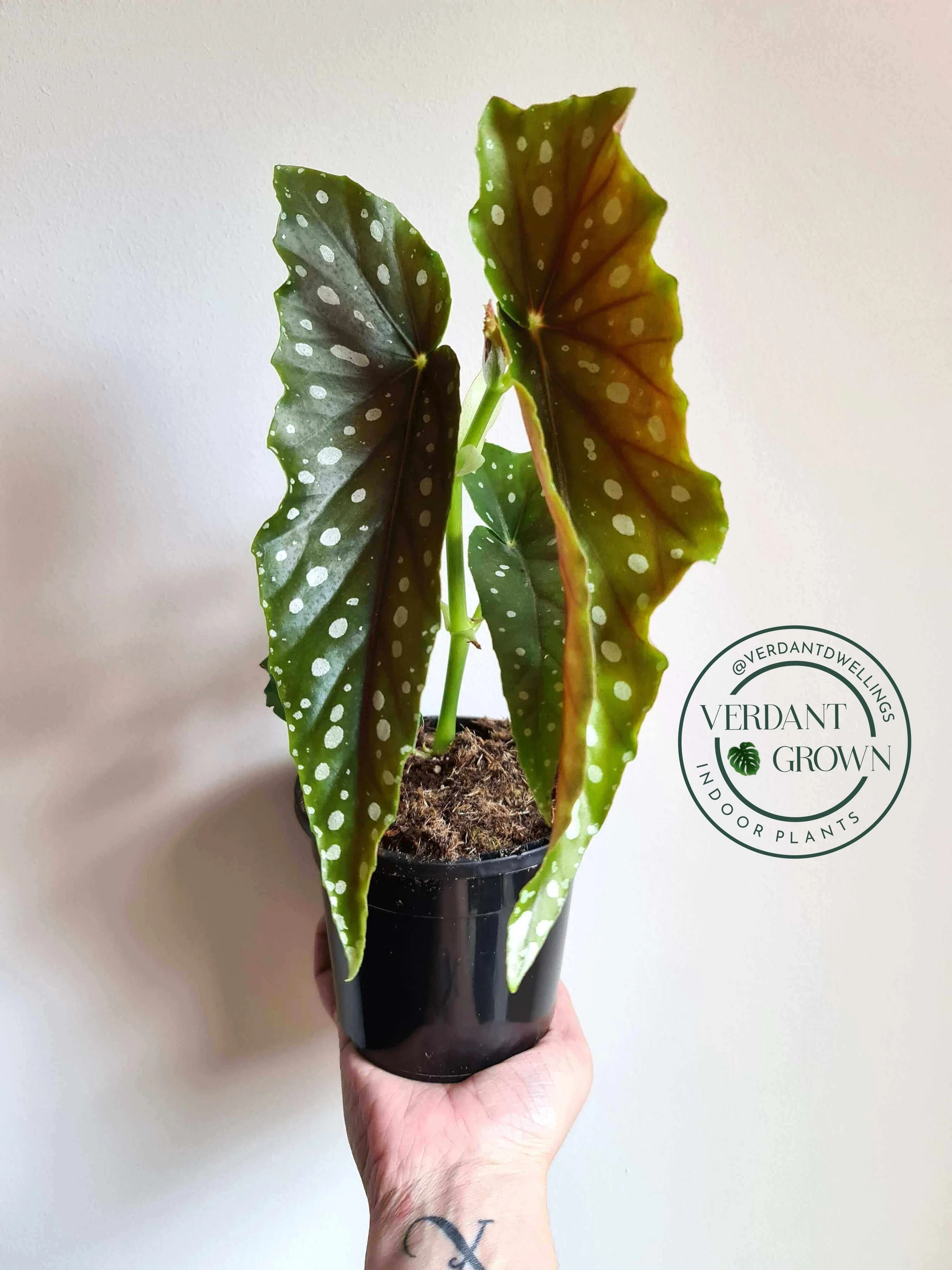 Begonia Coccinea Hybrid