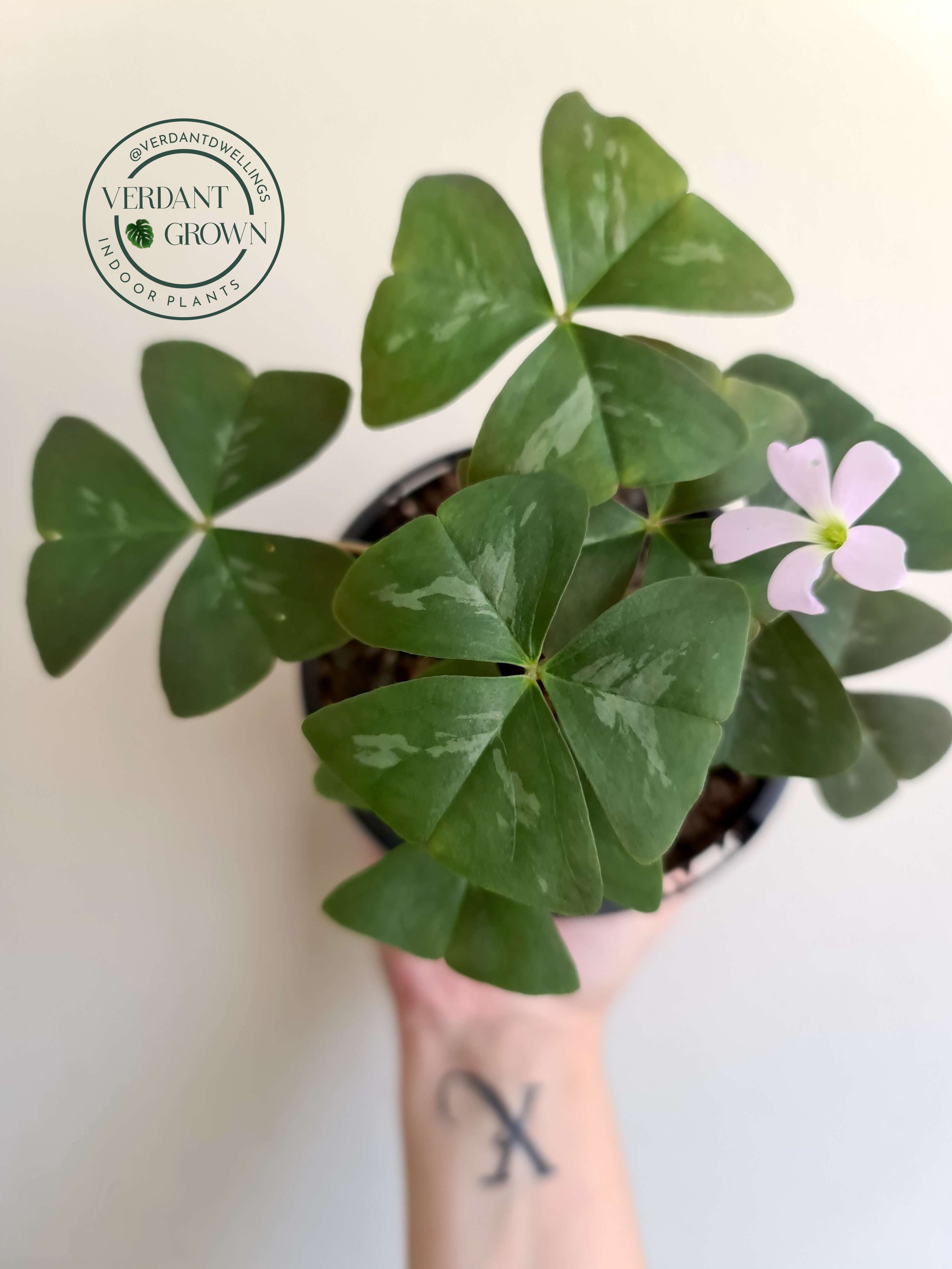 20201210_104408 copy.jpg