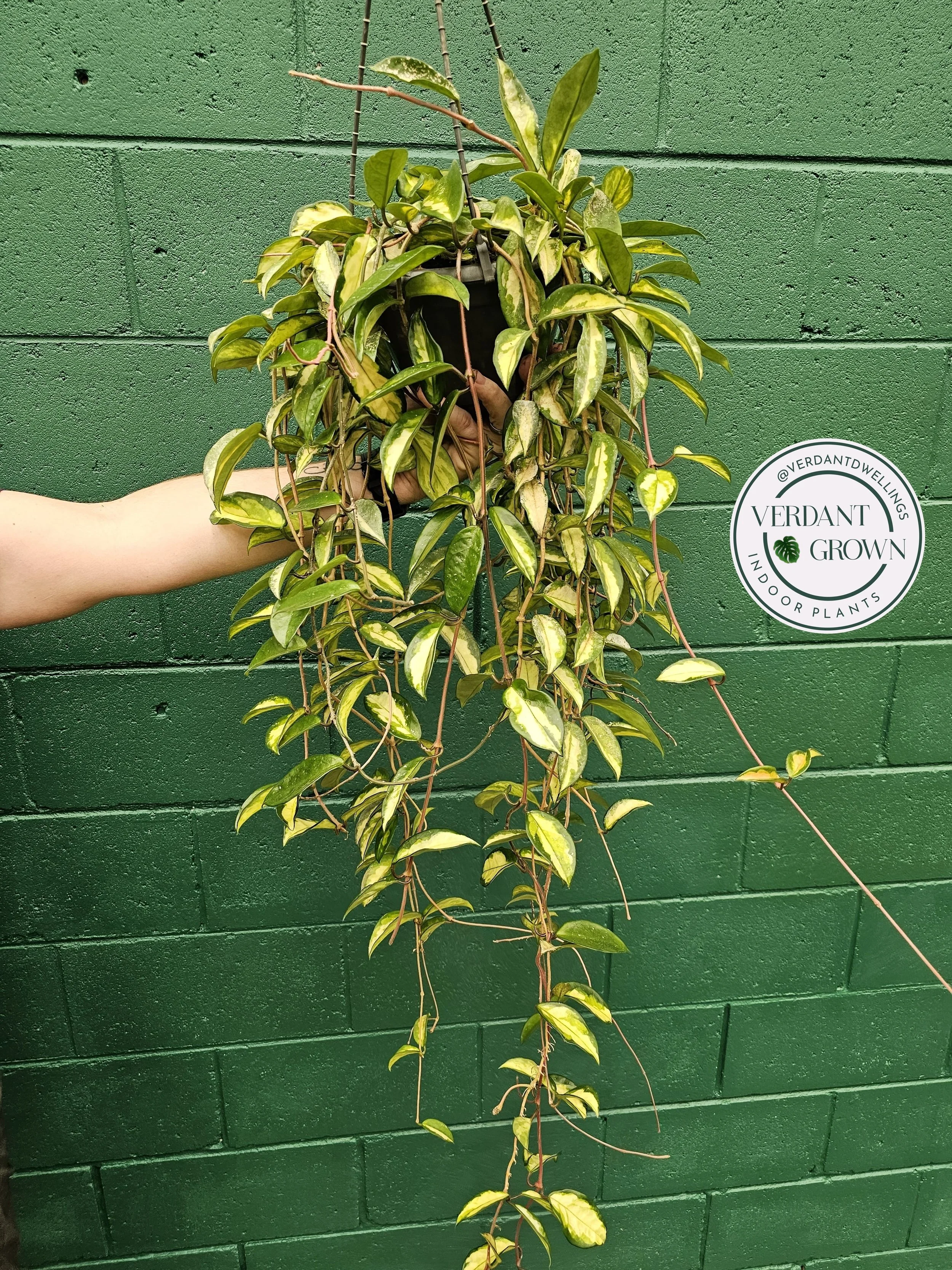 Hoya Krimson Princess