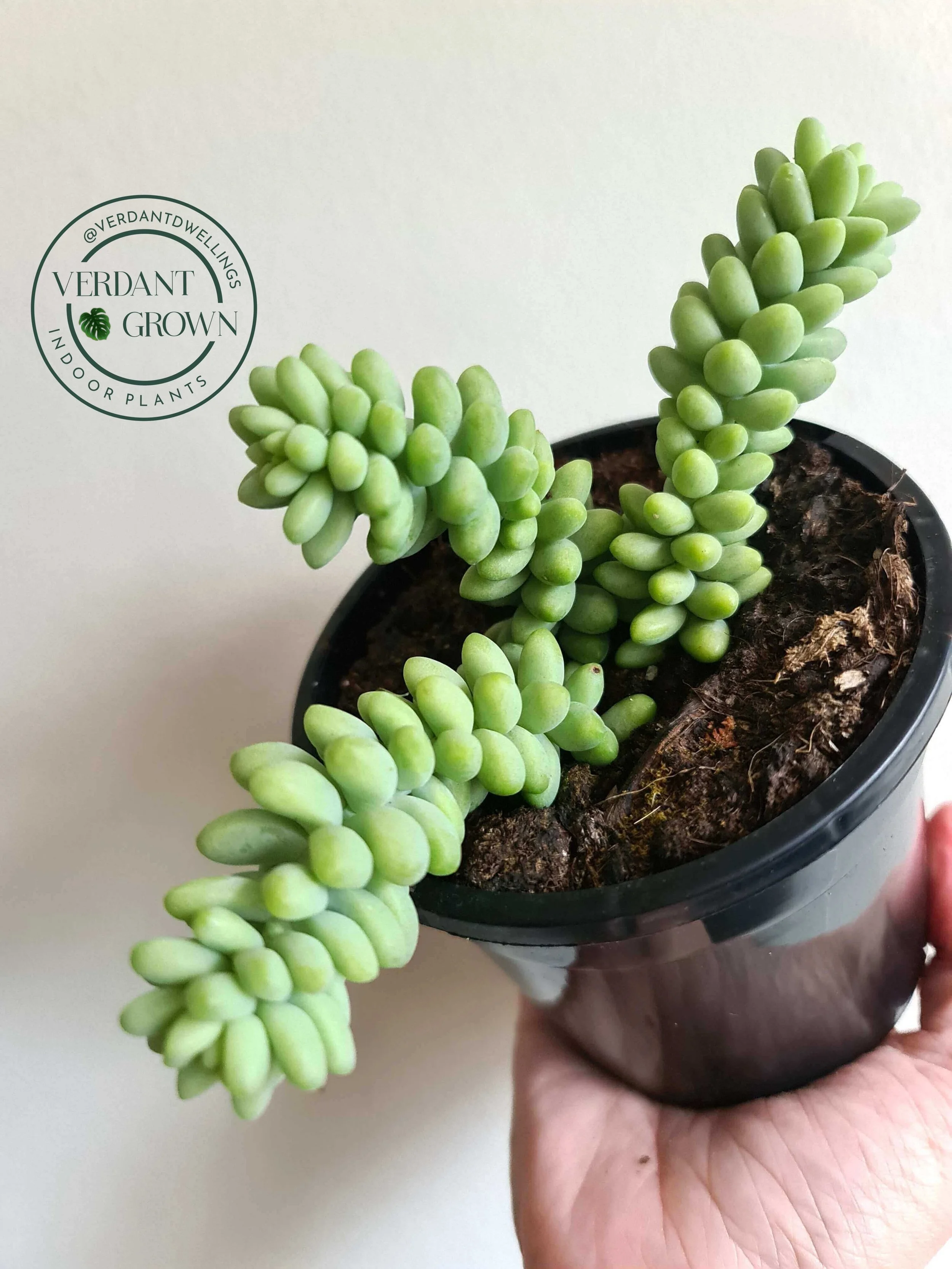 20201201_131136 copy (1).jpg