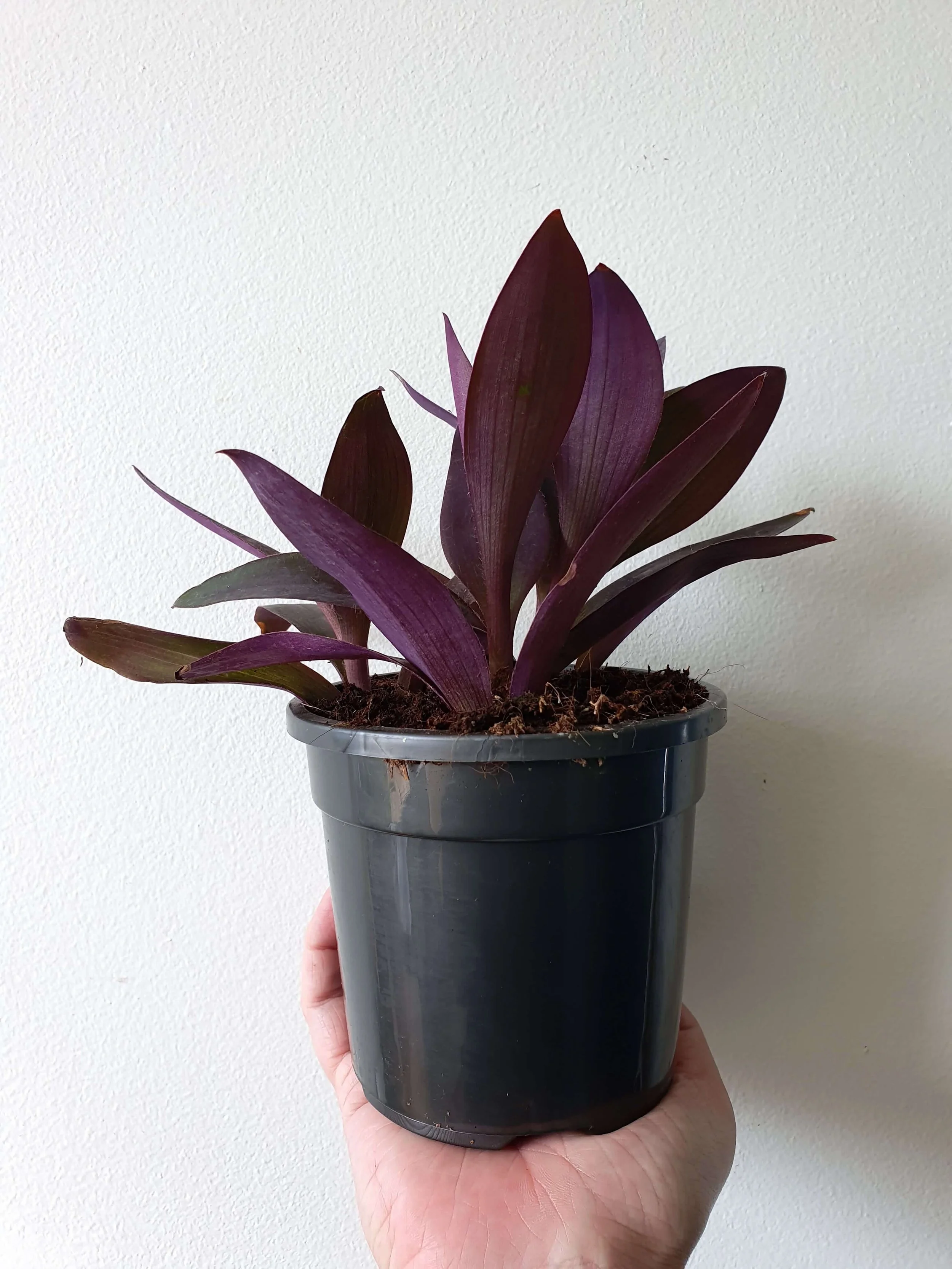 Tradescantia