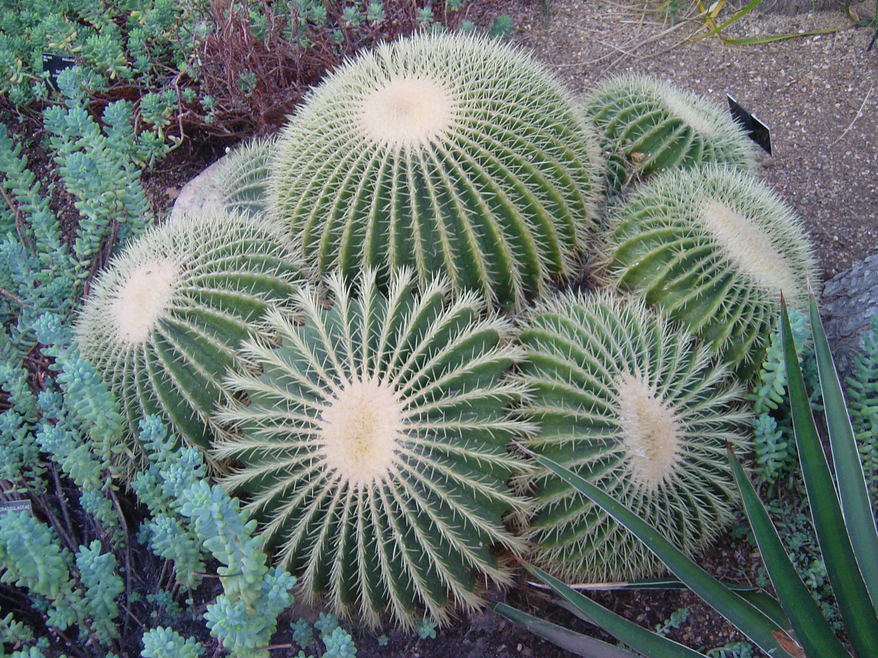 Fig.4 - 'Cactus' Kew Gardens