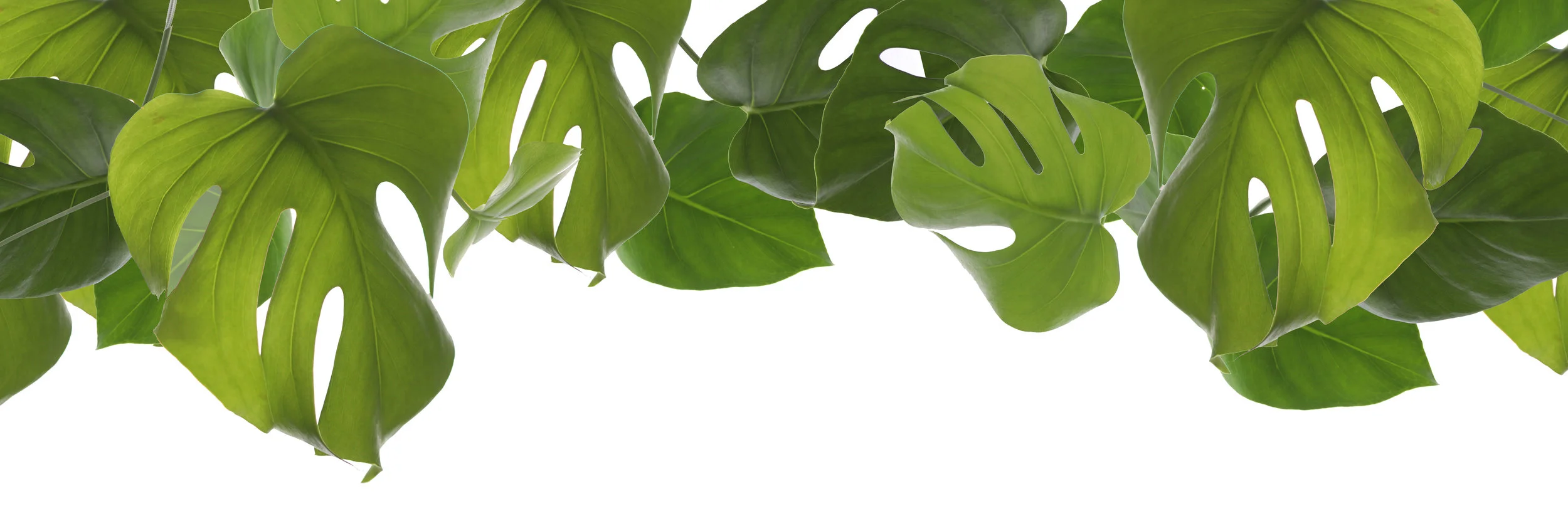 monstera cover page.jpg