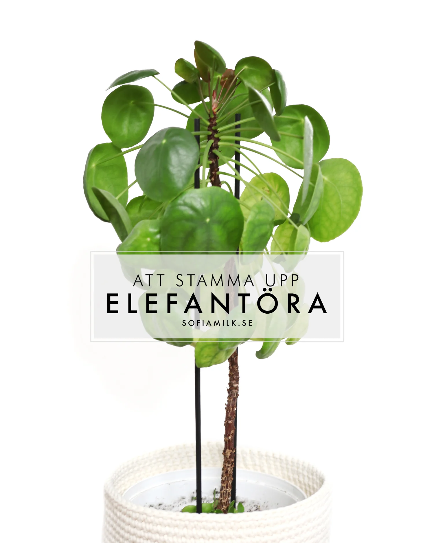 pilea-peperomioides.jpg