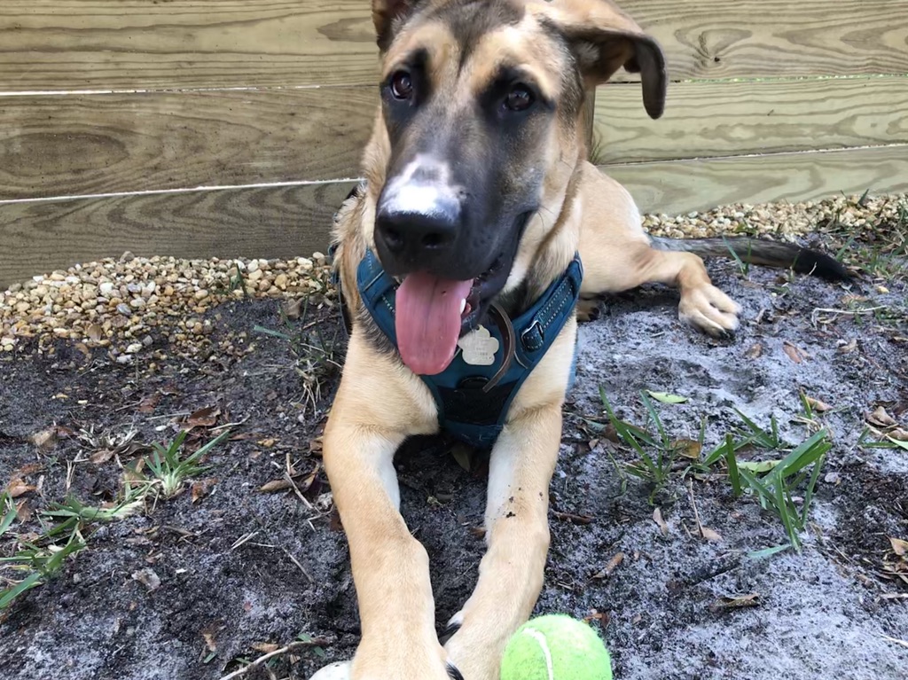 Indy Two Balls