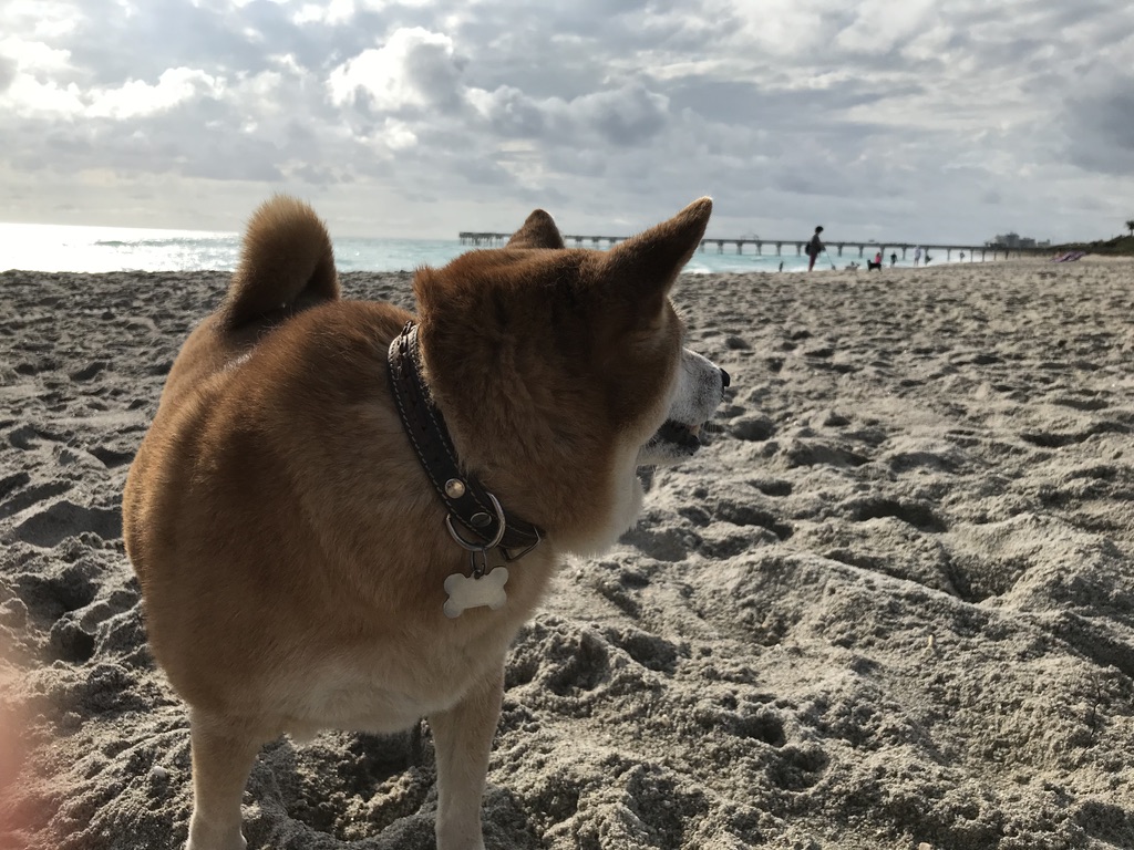 Roxy