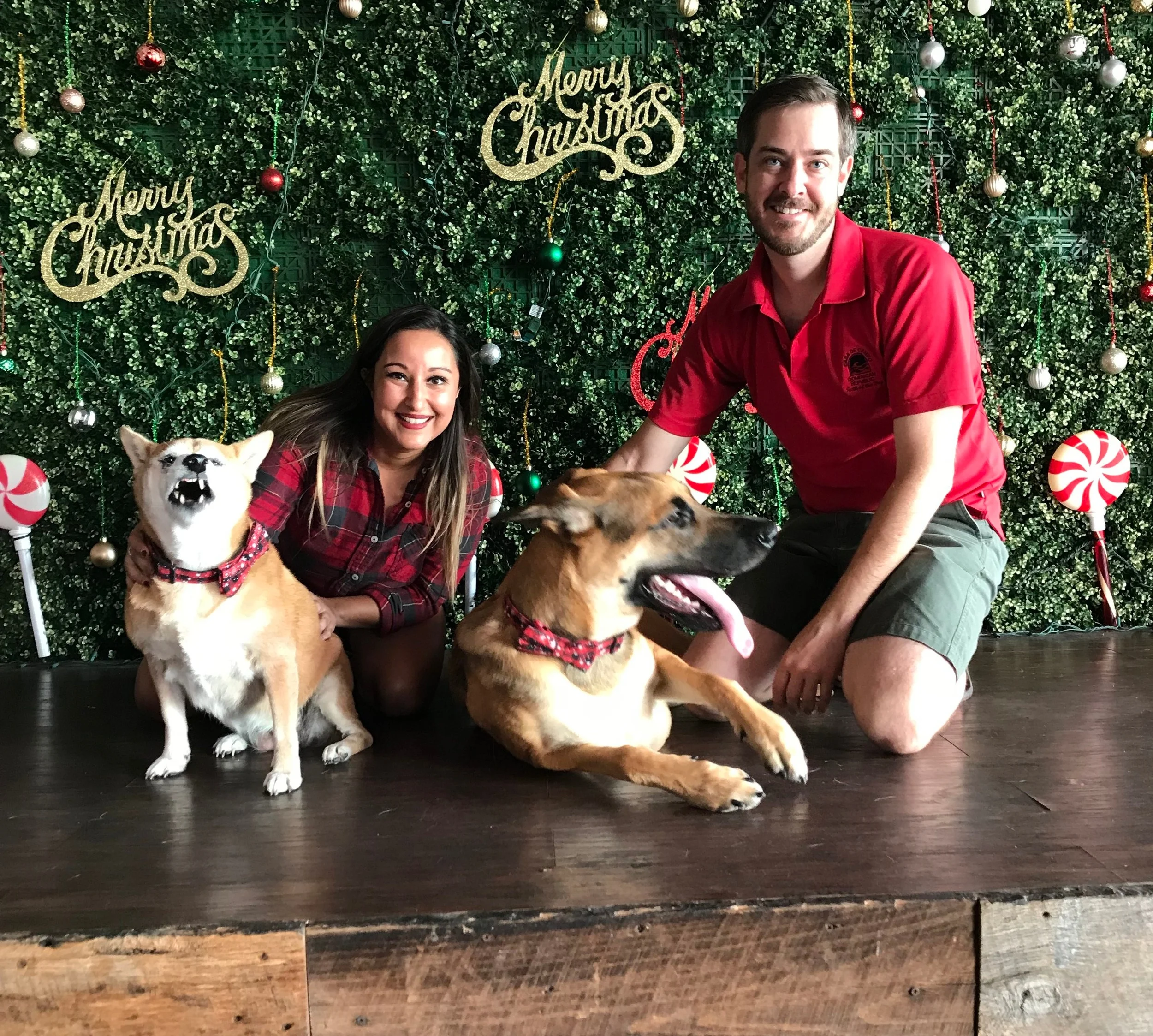 Forty takes for our annual Christmas card. And this was the second best picture. Bear Bear looks like a feral little gremlin and Bones is about to scare the hell out of a little old lady.