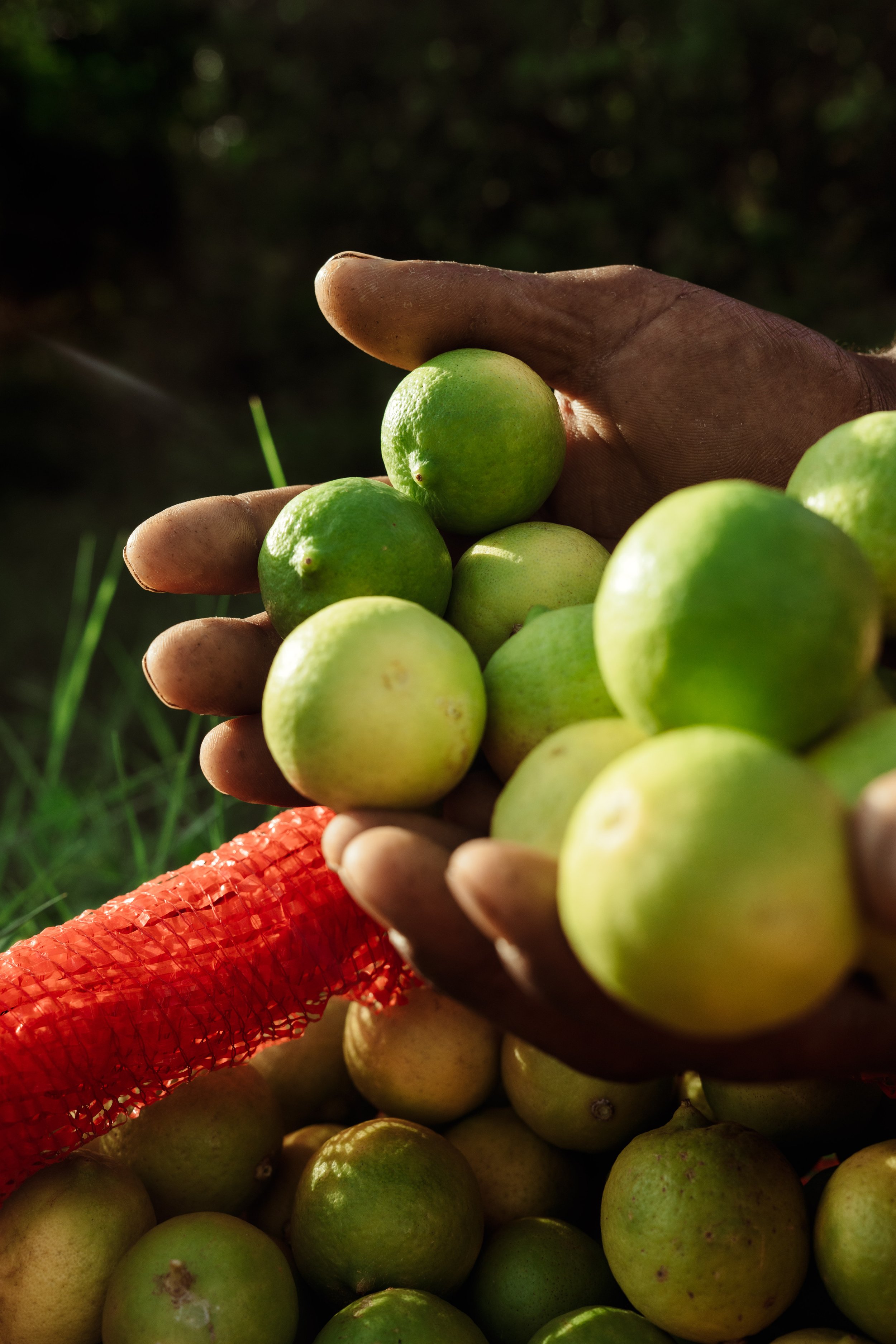 Voyage à Rodrigues TEST COULEURS-4.jpg