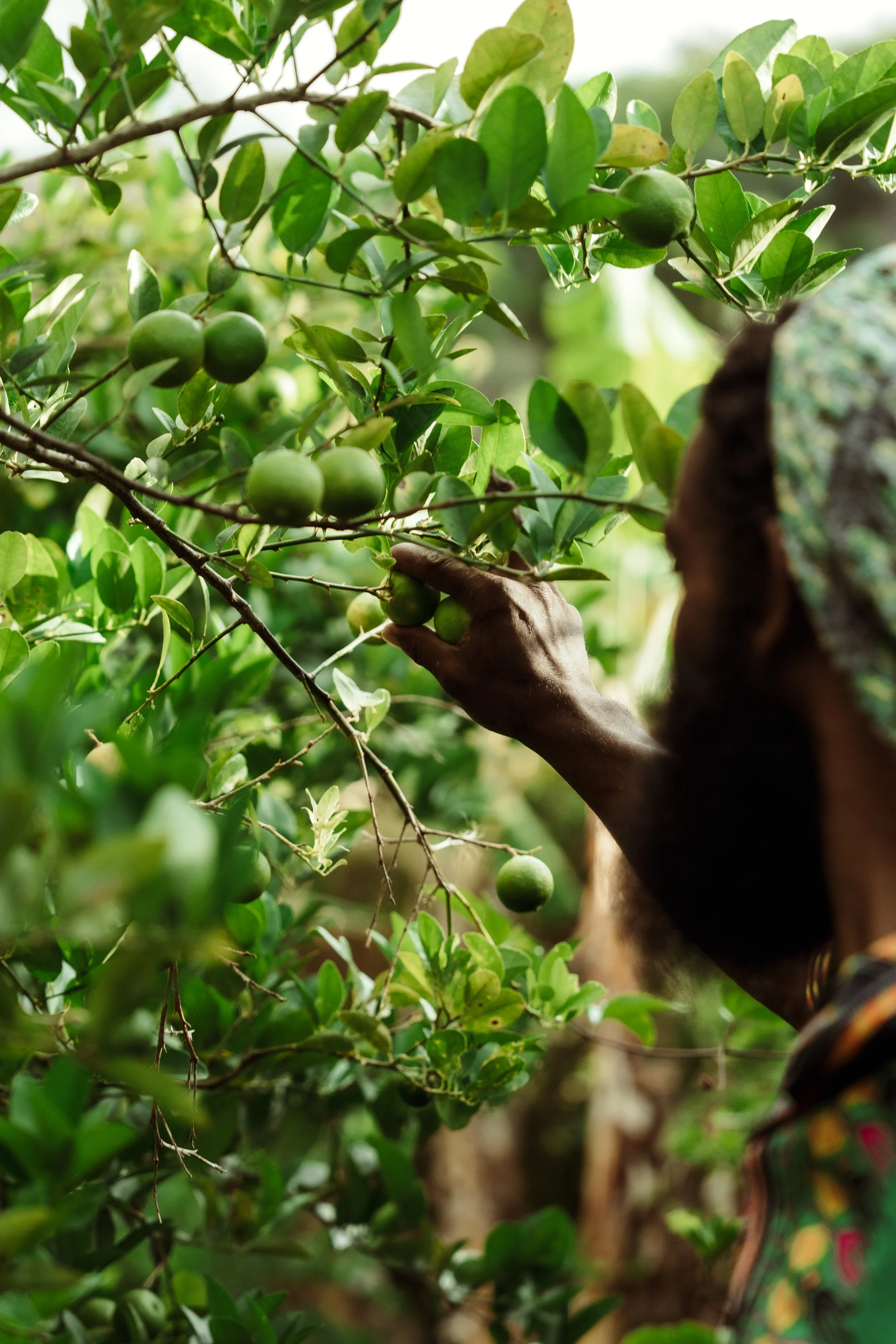 Voyage à Rodrigues TEST COULEURS-3.jpg