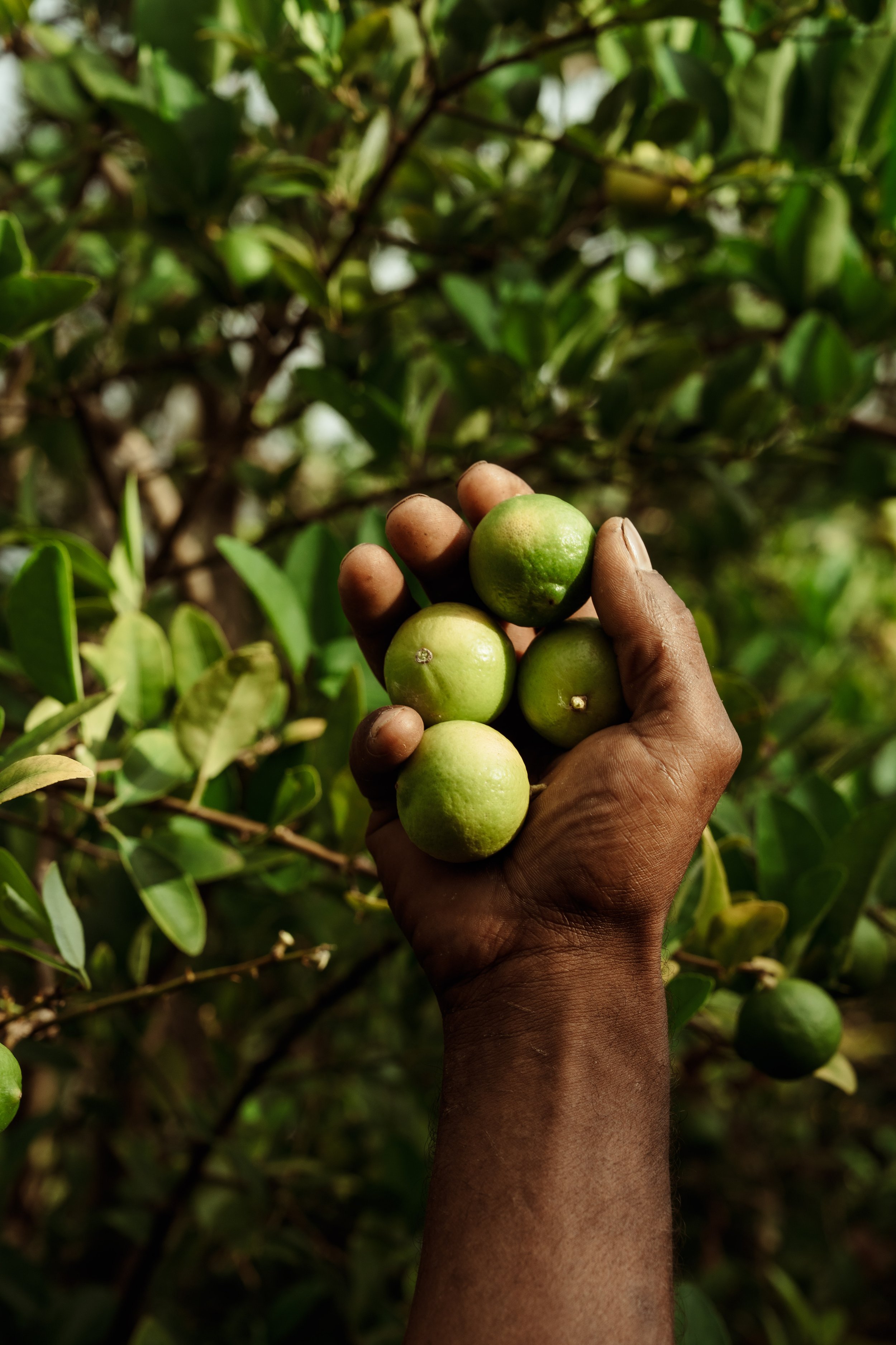 Voyage à Rodrigues TEST COULEURS-2.jpg