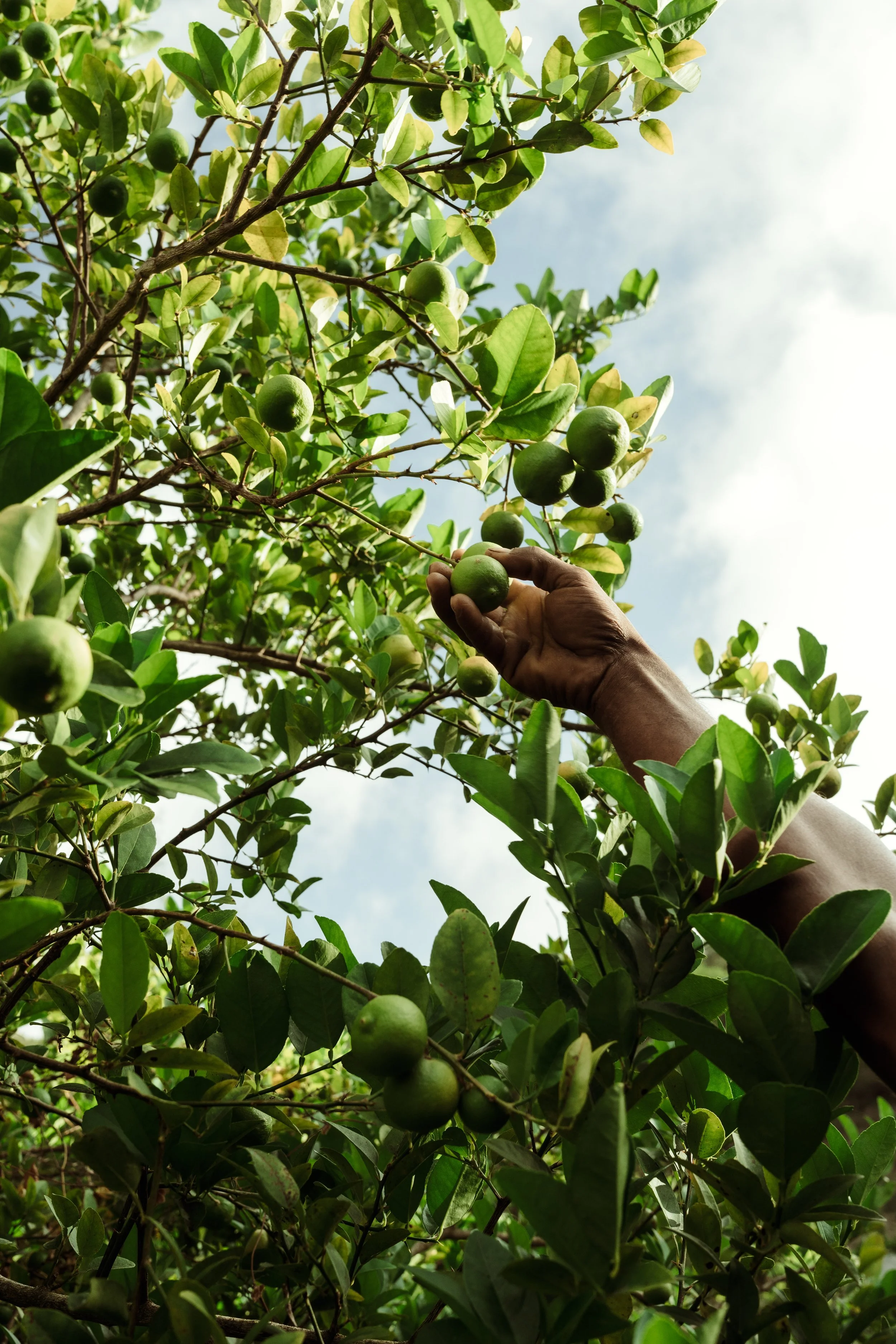 Voyage à Rodrigues TEST COULEURS-1.jpg