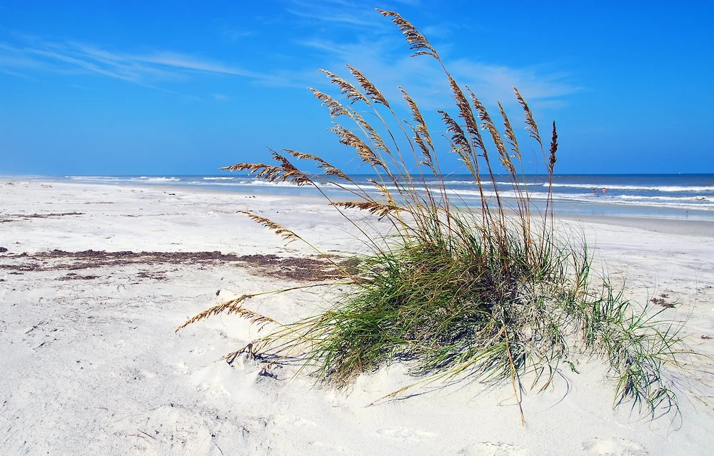 amelia-island.jpg