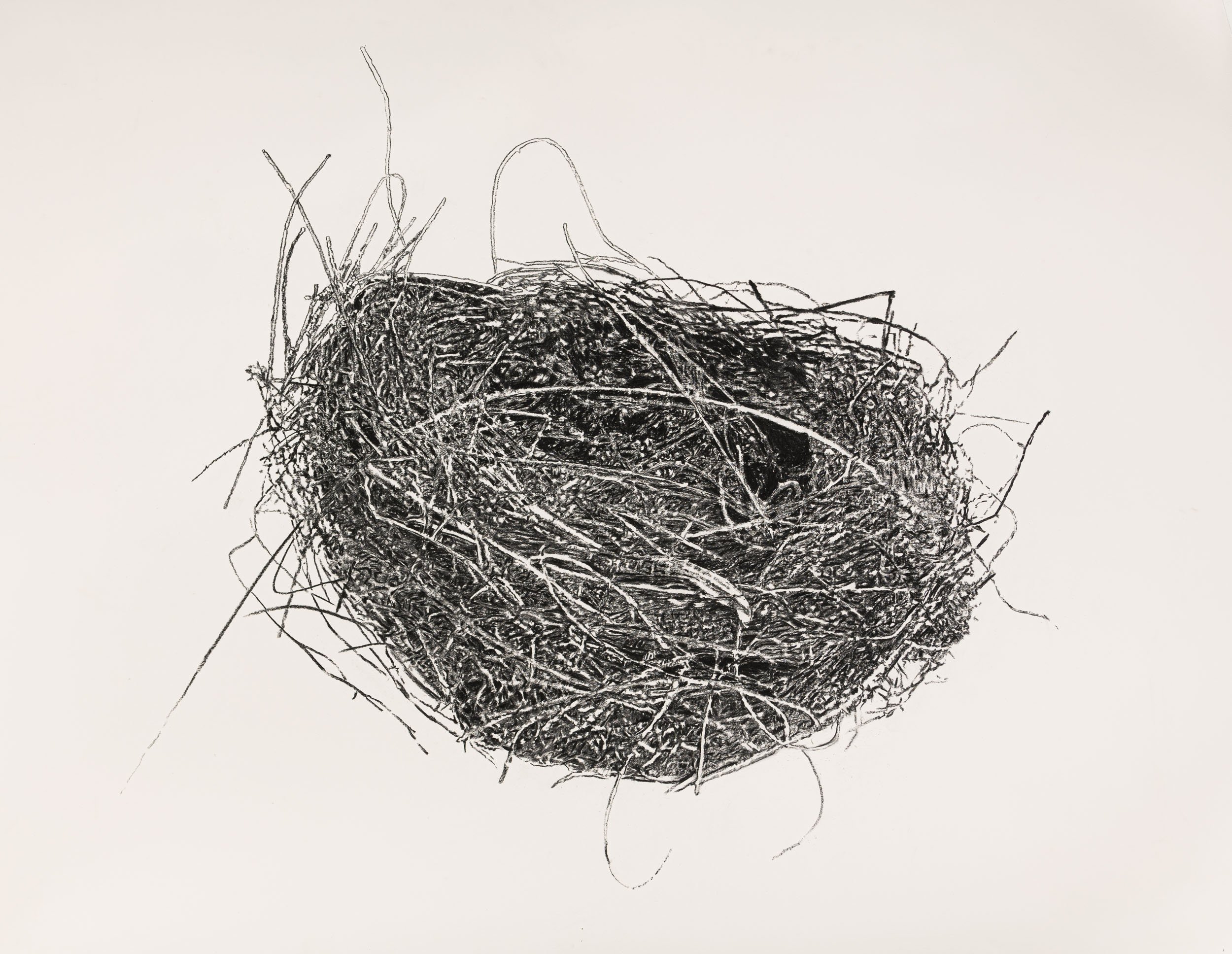   Egg's Nest, too , 2022                                                       graphite on paper                                                                  42 x 59.5" paper                                                                   43.5 