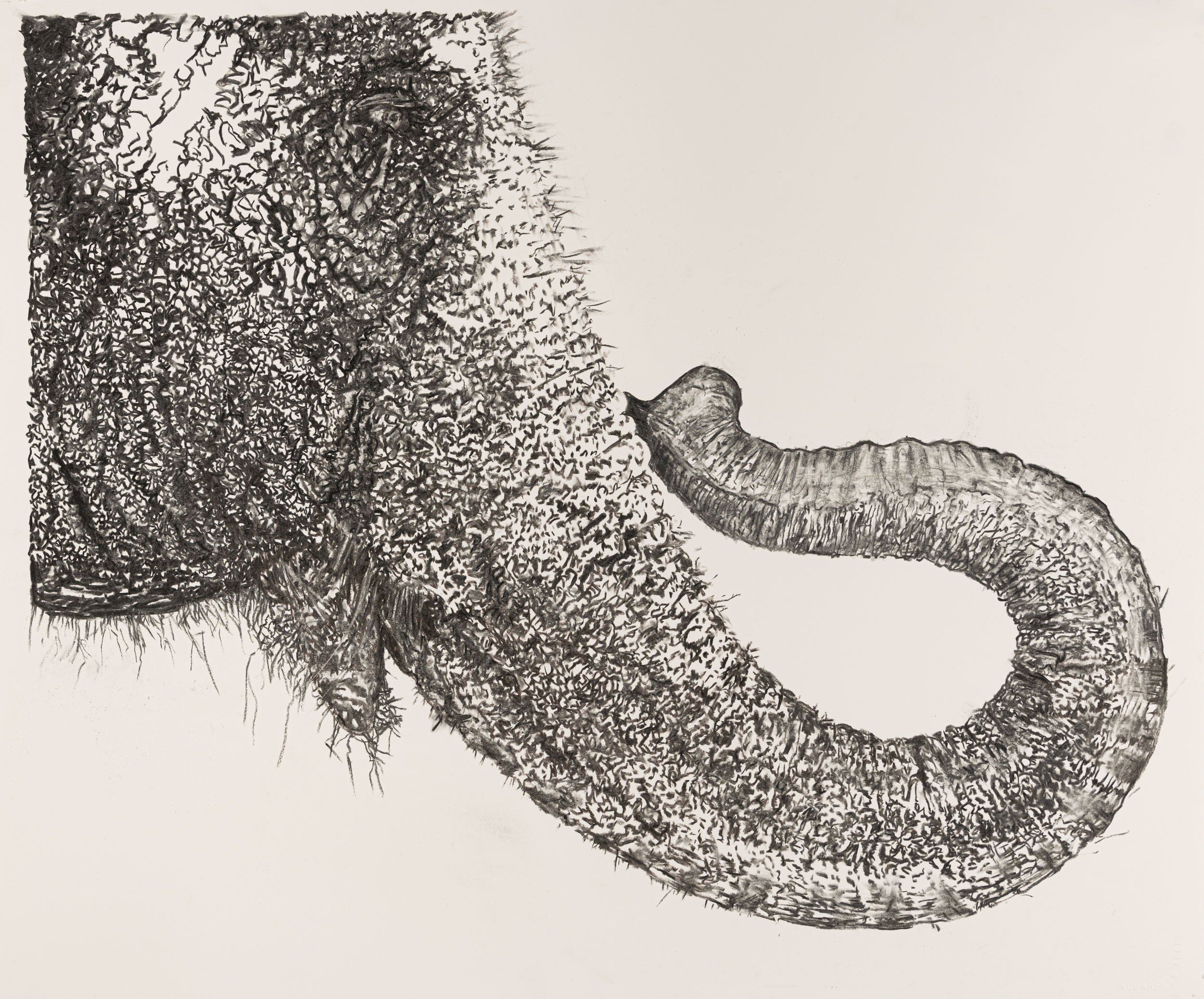   Embarrassed Elephant , 2023                                             graphite on paper                                                                  21 x 27" paper                                                                   22.5 x 28.5"