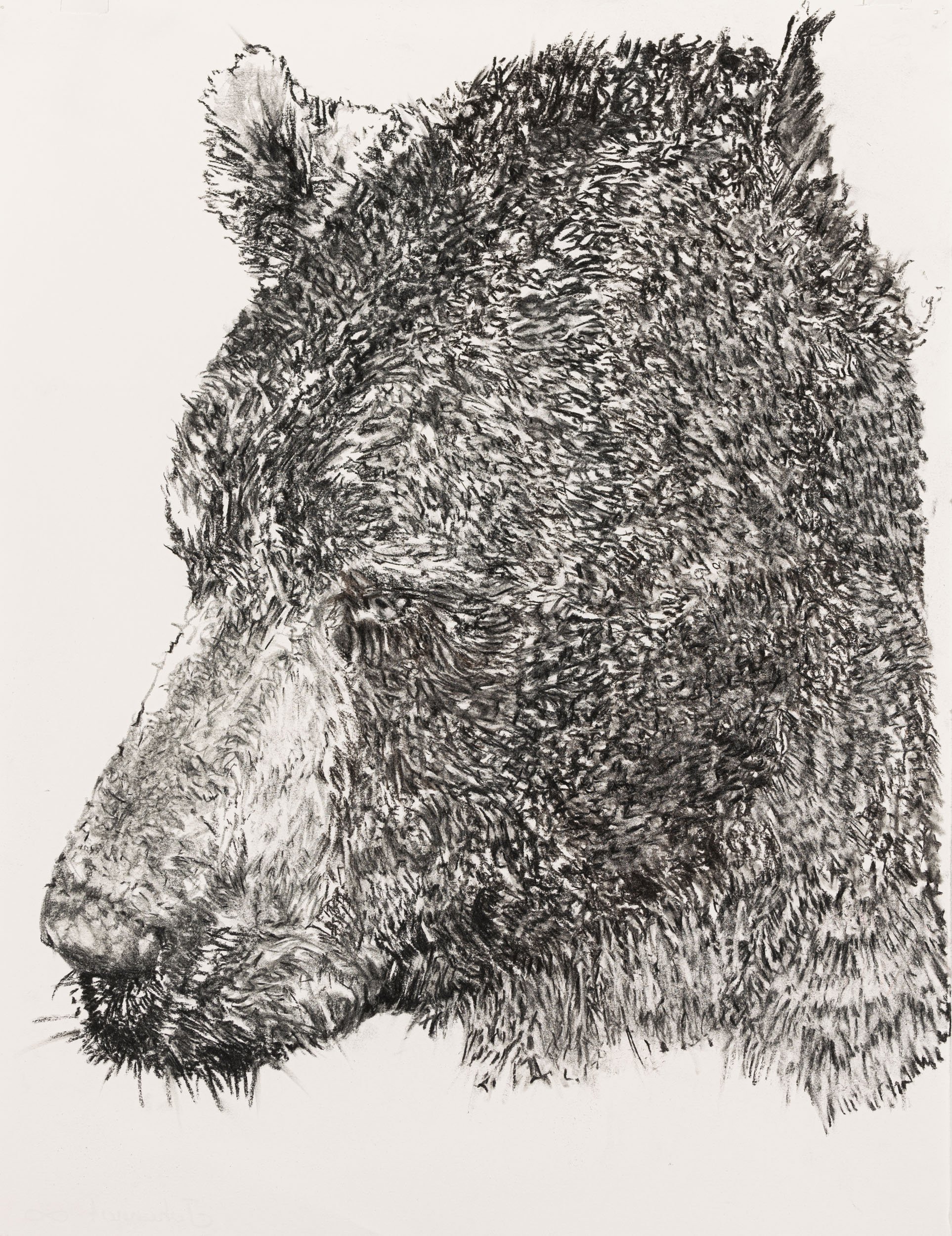   Sad Bear,  2022                                                           graphite on paper                                                                  26 x 19.5" paper                                                                28.5 x 22.5