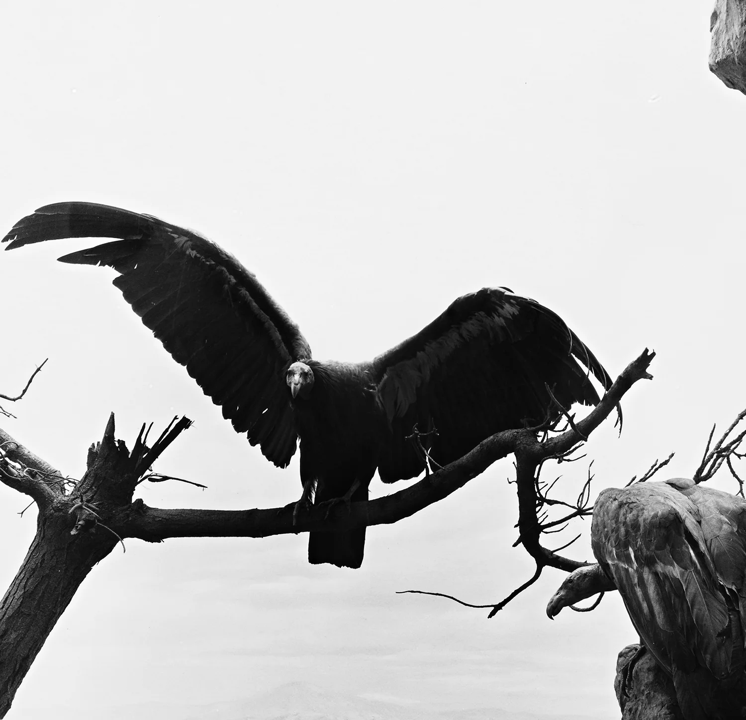   California Condor  