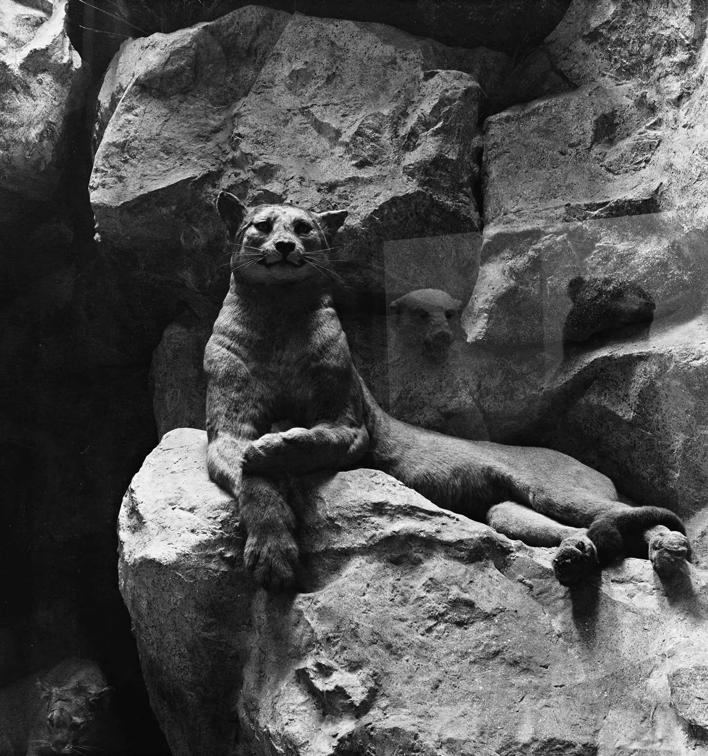   Mountain Lion  