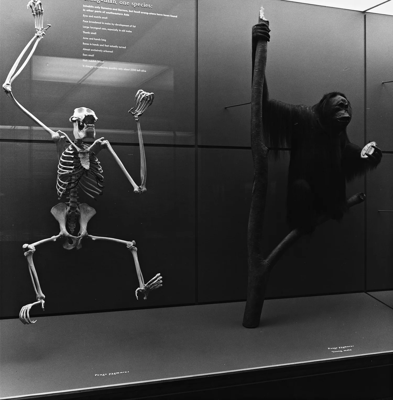   Orang-utan and Skeleton  