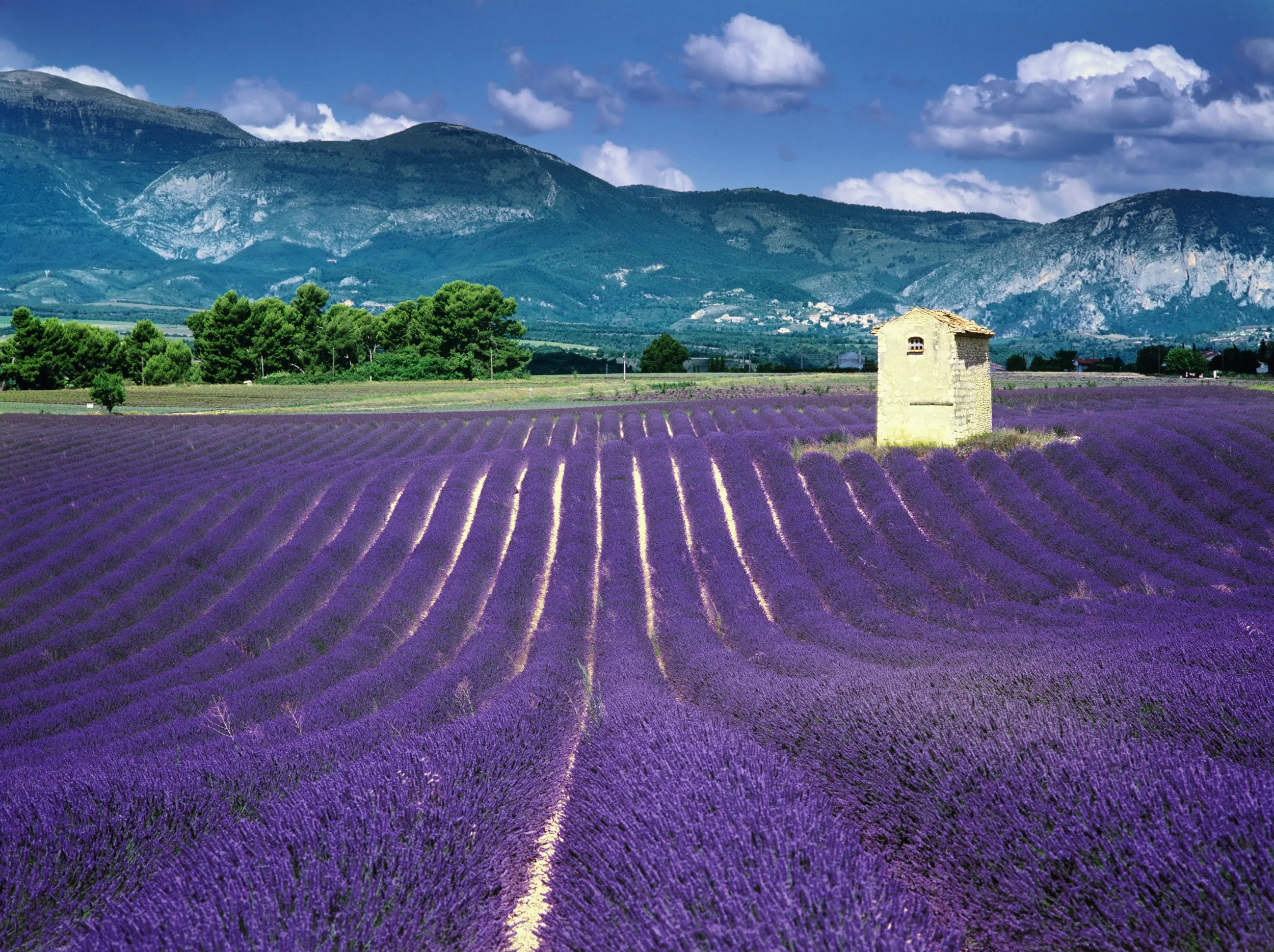 Lavender_field.jpg