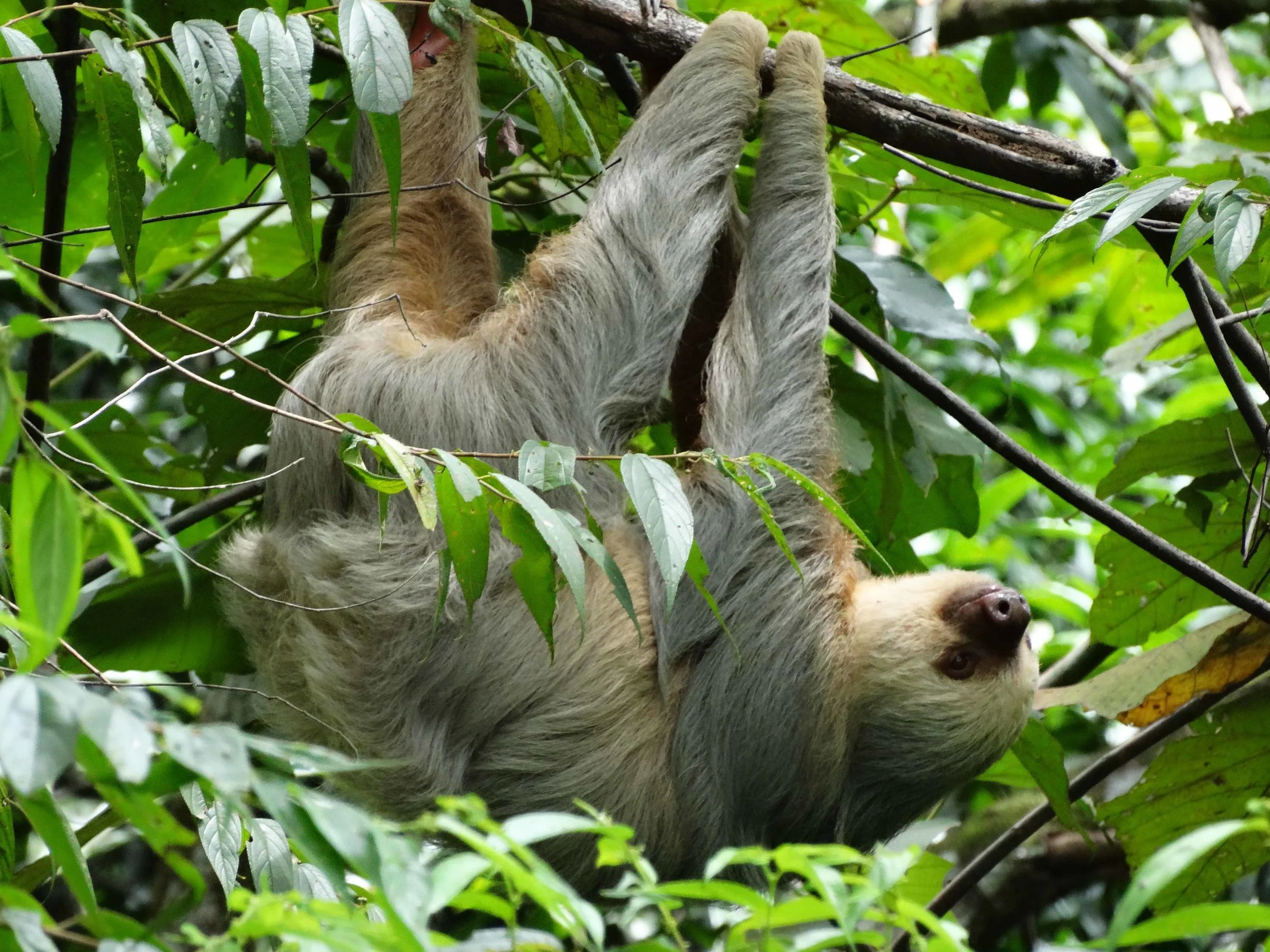 sloth.jpg