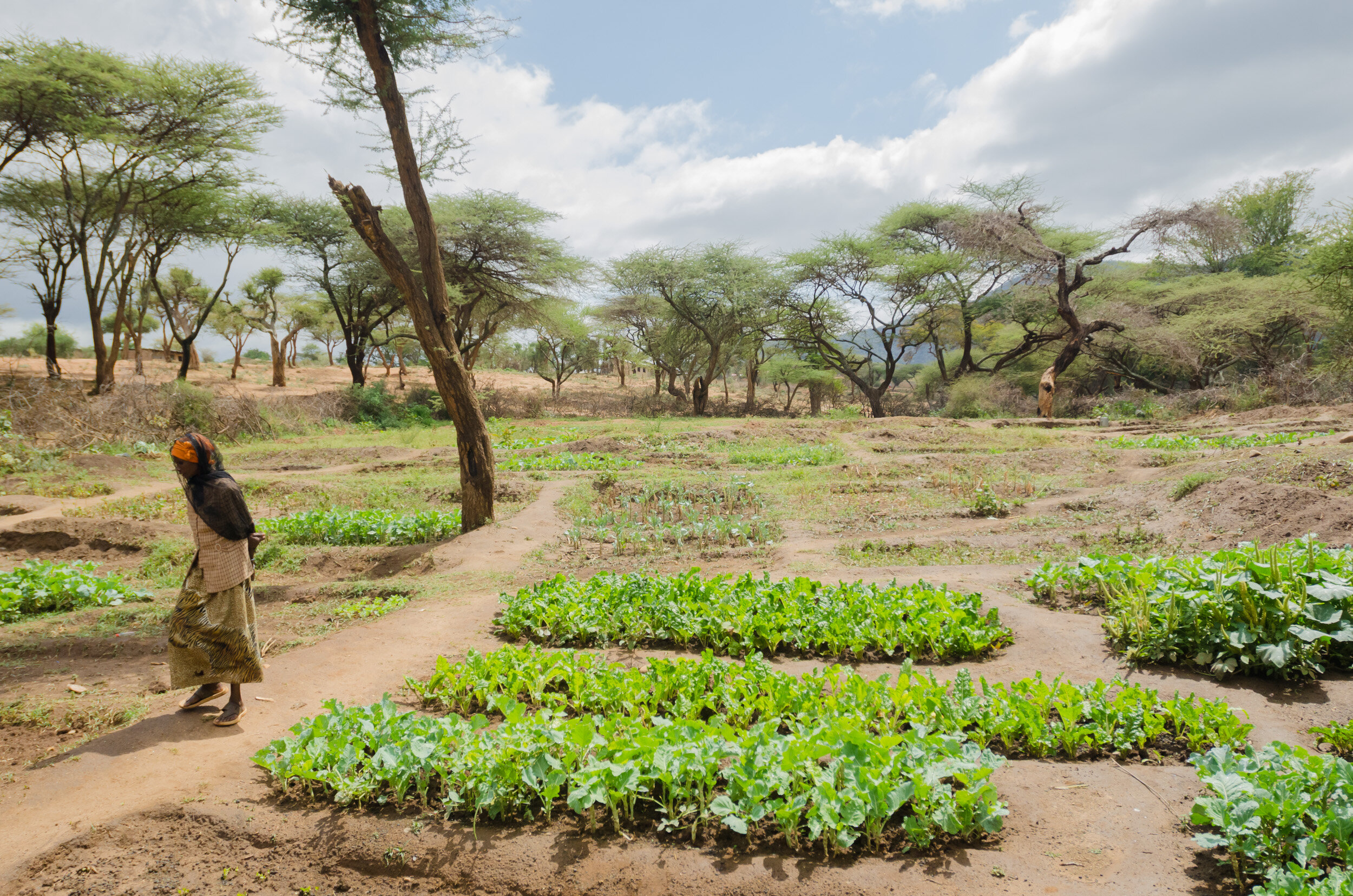 The farms are run by women and economic development for the village begins. (Copy)