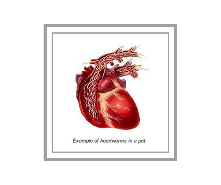 Heartworm disease is a serious and potentially fatal disease in pets in the United States. Protecting pets from heartworm disease requires annual testing and year-round preventative therapy. Read the following facts to learn about the disease and to protect your pet.