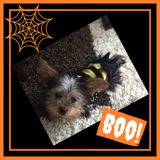 CCAH_Blog_Oct Halloween.png