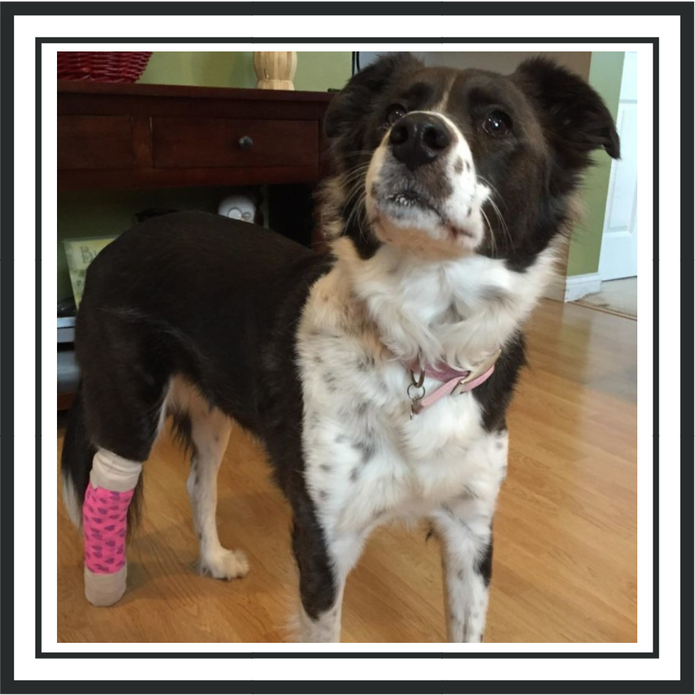 2019_Feb_limping.png