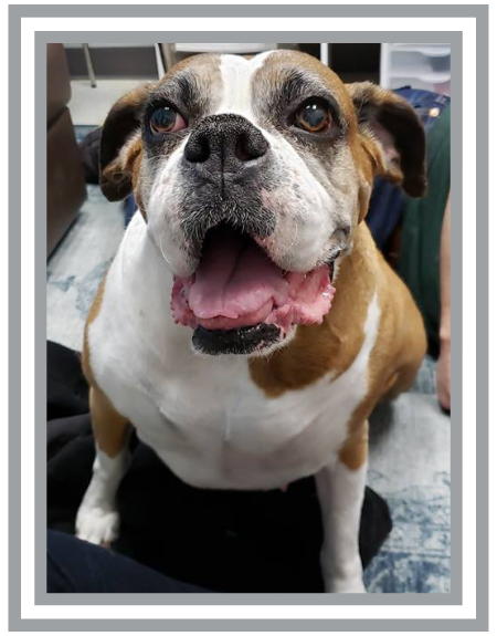 Pet Memorial_Delphi Roberts.png