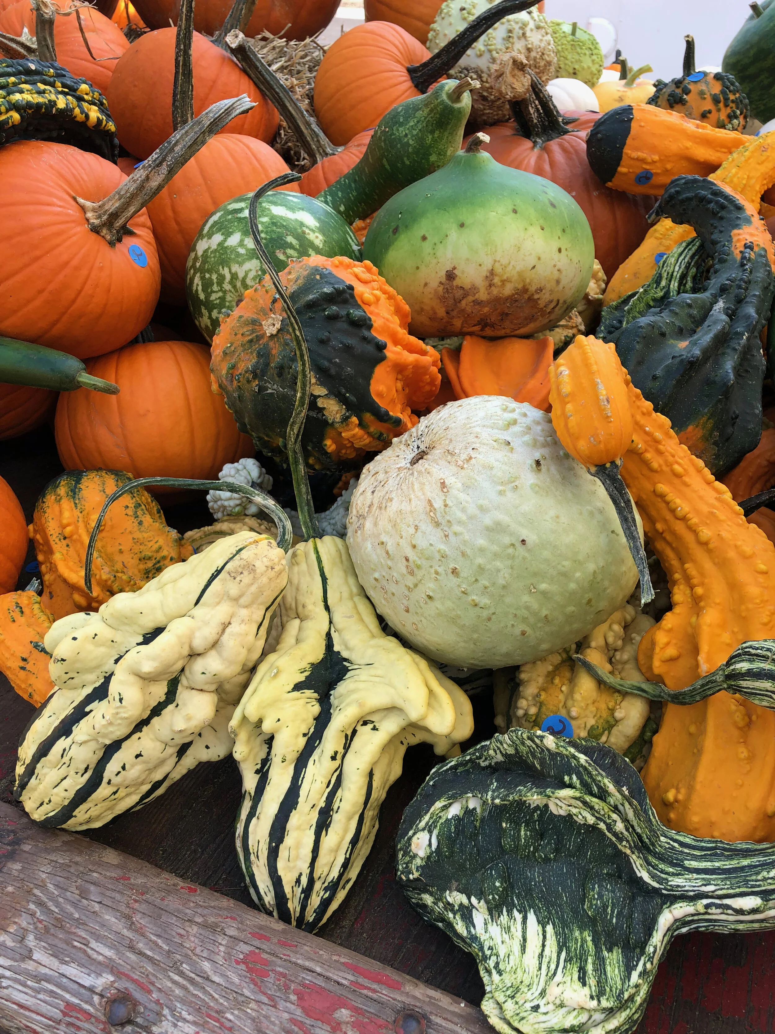 Weird Gourds at the Middlebury Fall Festival