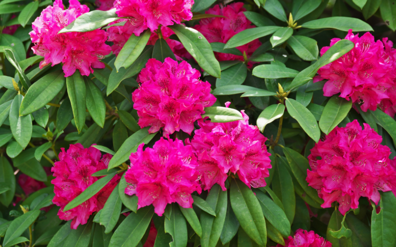 Gardening for Wildlife — Eastside Audubon Society