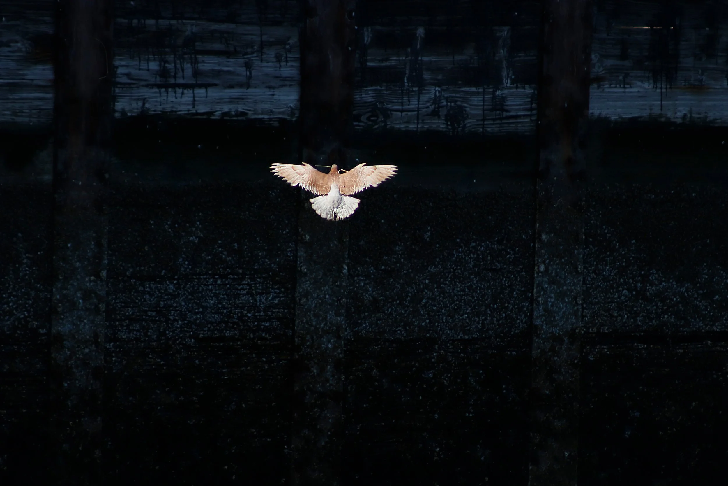 Eastside Audubon Youth Board Member Wins National Audubon Photography Award