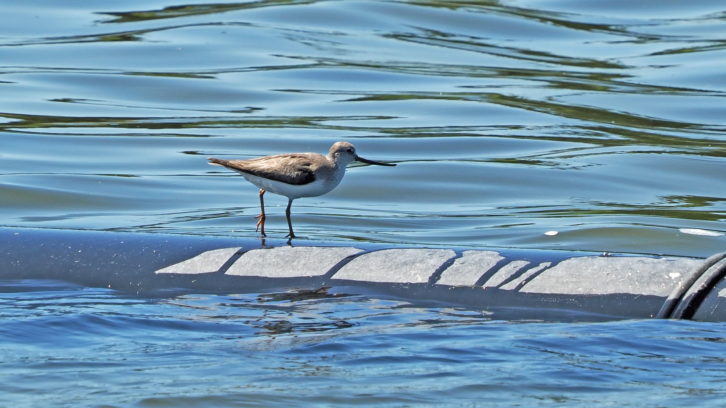 Terek Sandpiper.jpg