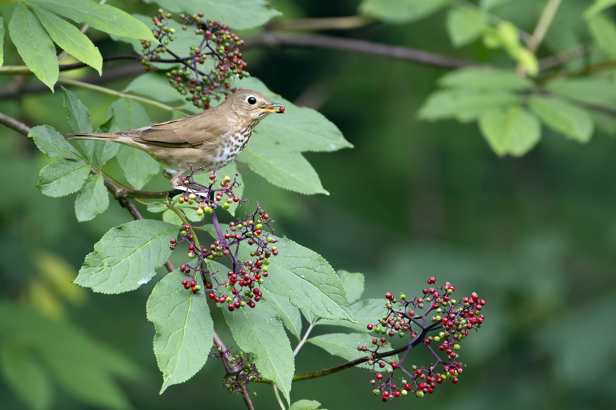 UW Study: How We Build Shapes Which Birds Stay
