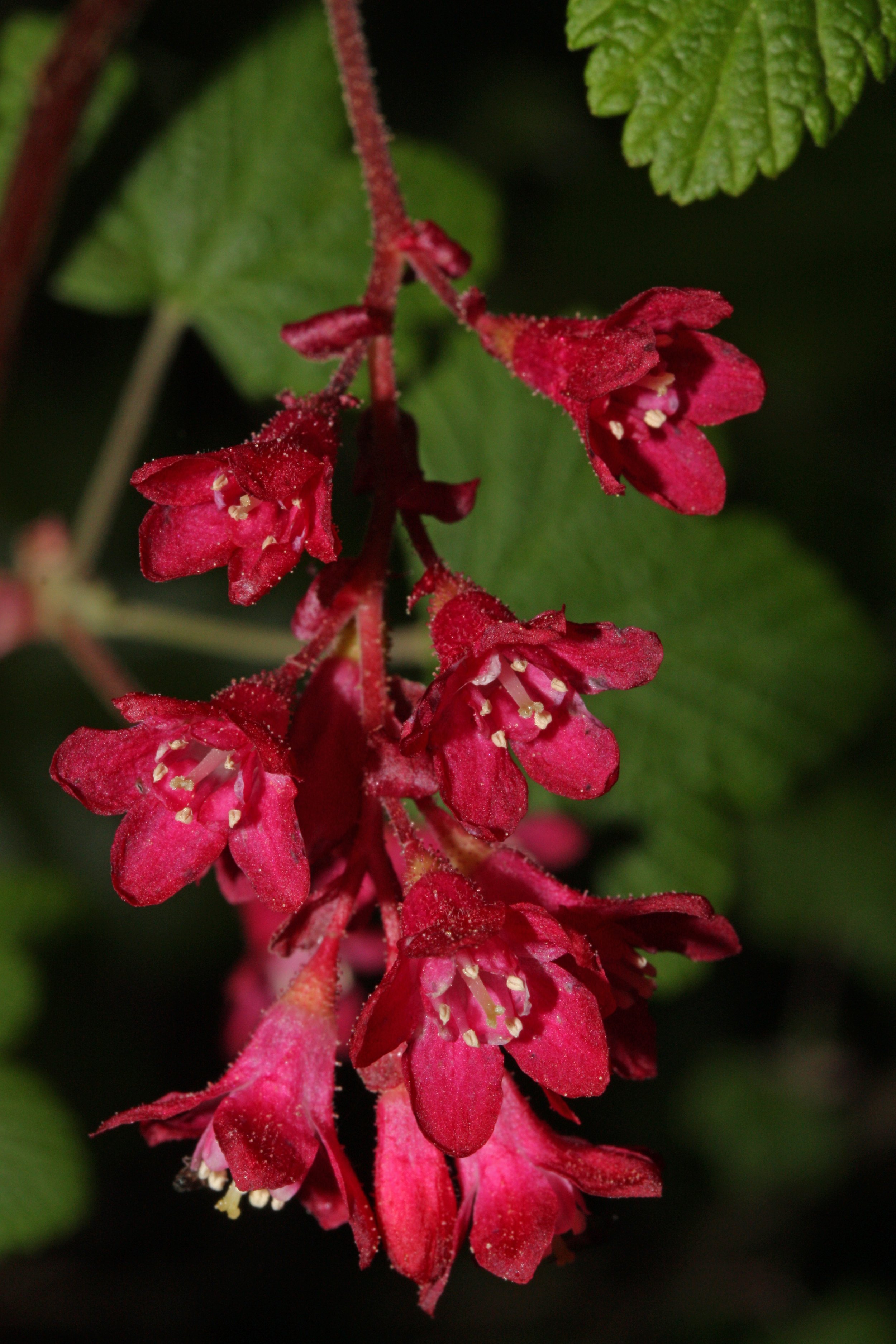currant_1.jpg