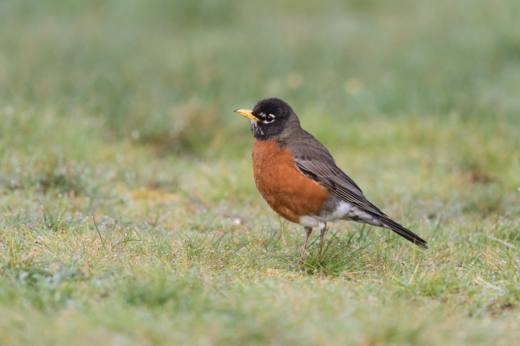 Photo: American Robin, by Tyler Hartje