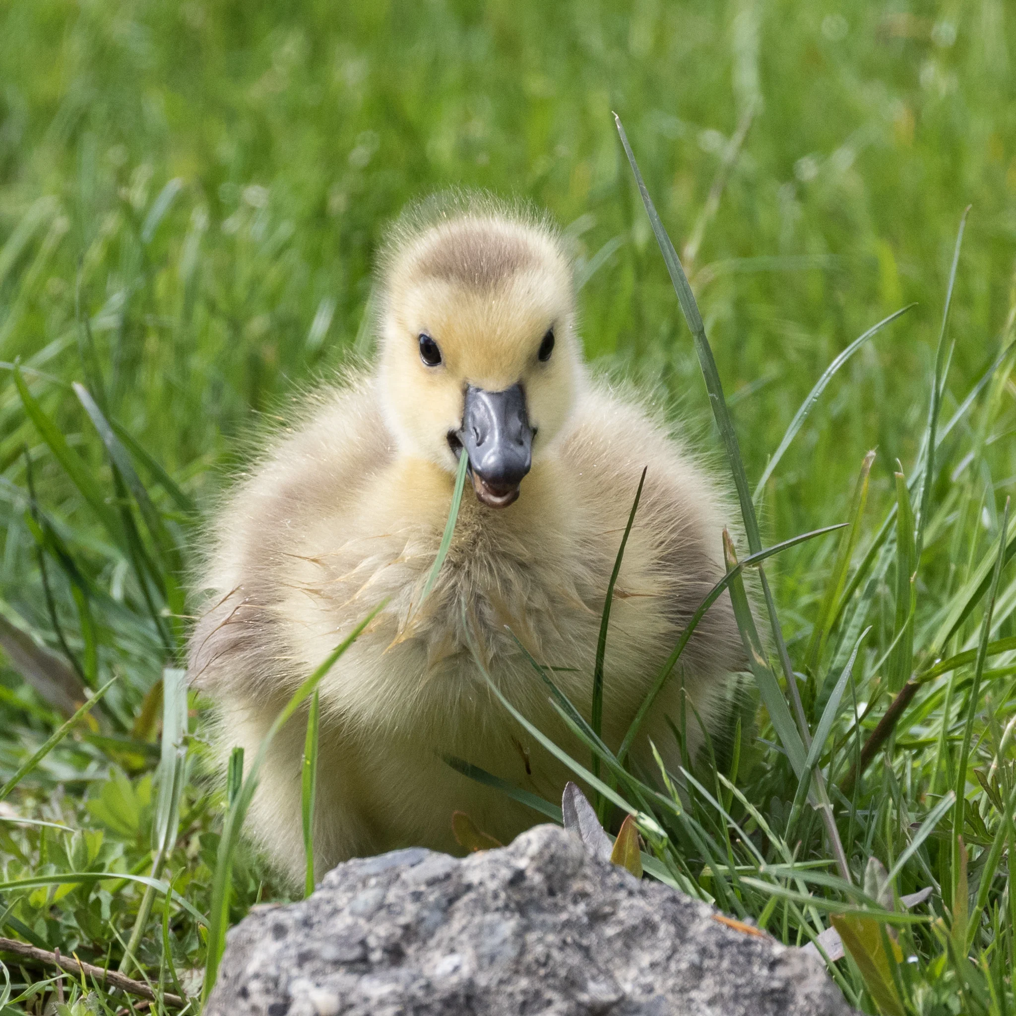 Photo: Gosling, by Tyler Hartje