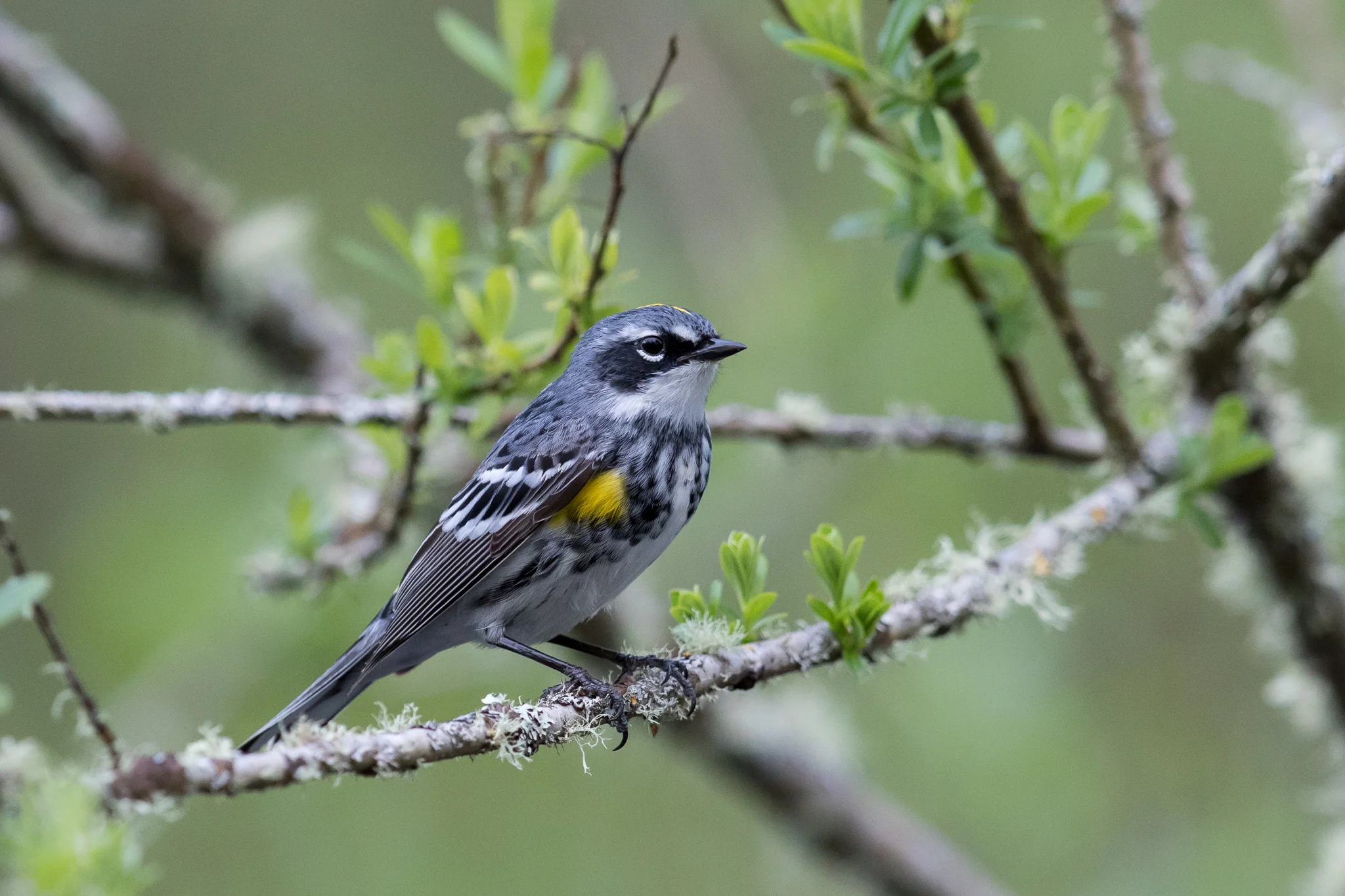 Photo: Yellow-rumped Warbler, by Tyler Hartje