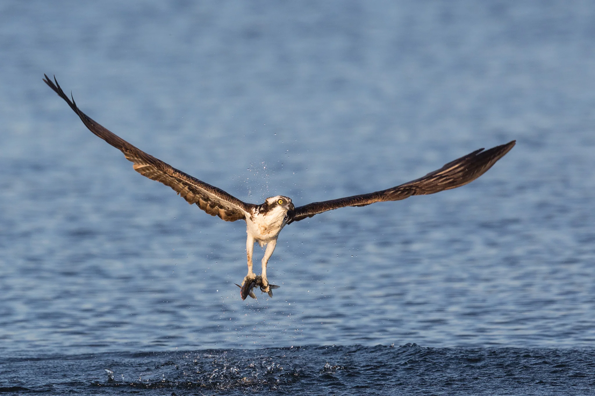 Photo: Osprey, by Tyler Hartje