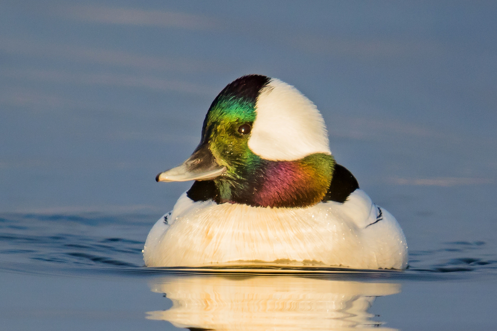 Photo: Bufflehead, by Mick Thompson