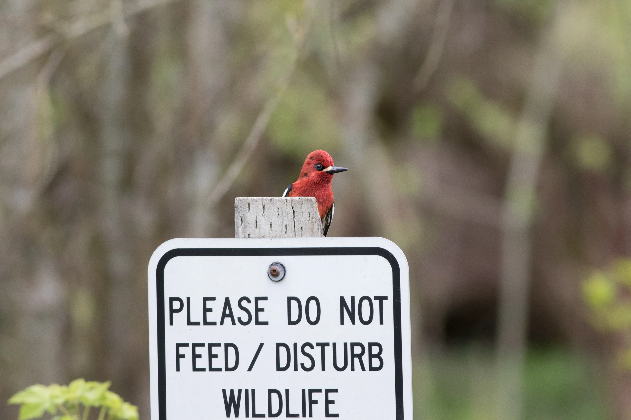 Photo: Red-breasted Sapsucker, by Tyler Hartje