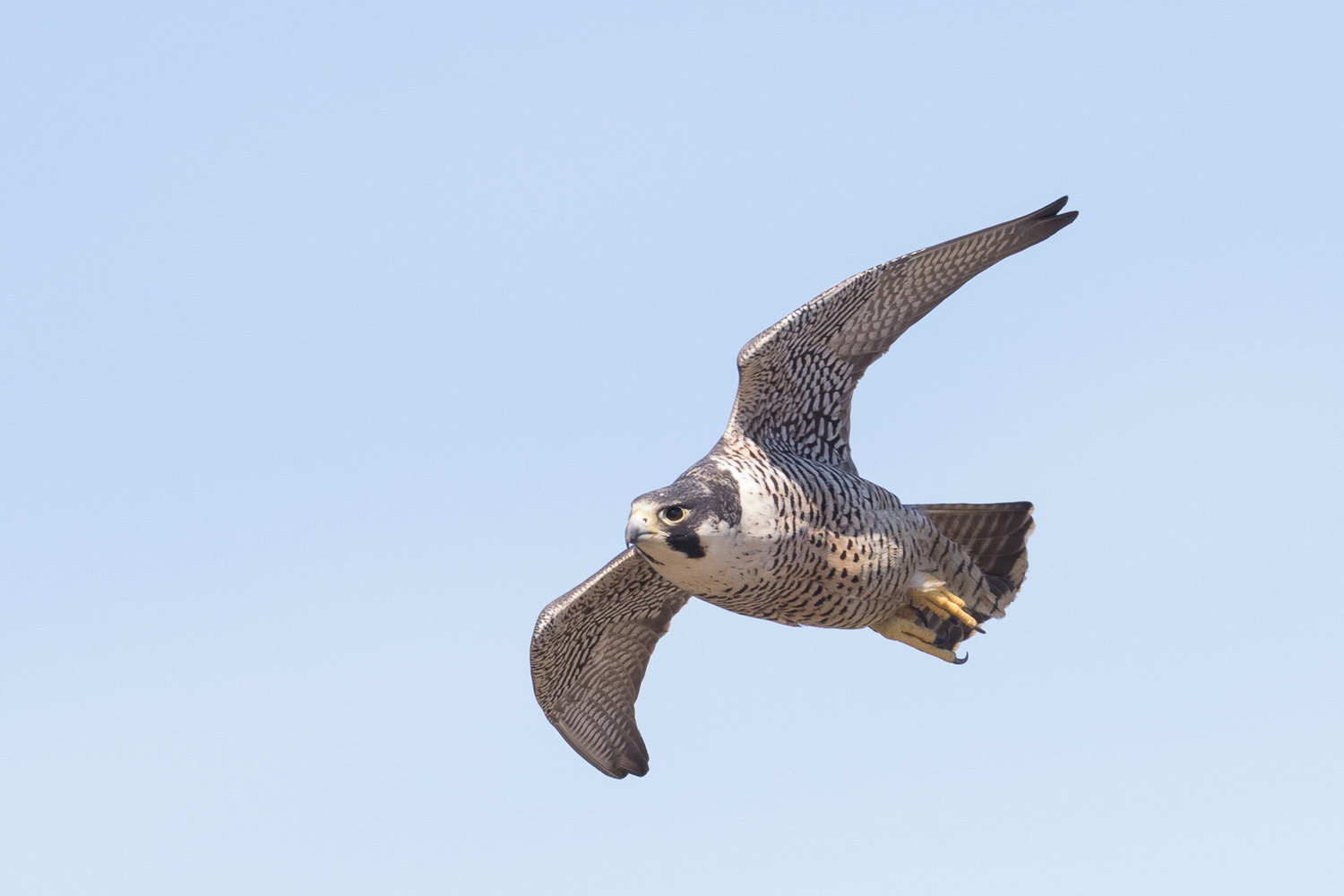 Raptors Eastside Audubon Society