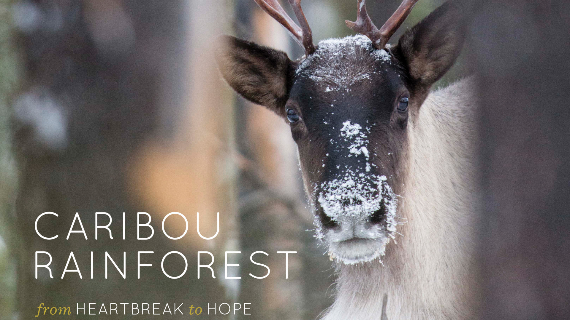 CaribouRainforest-FB-Event-image.png